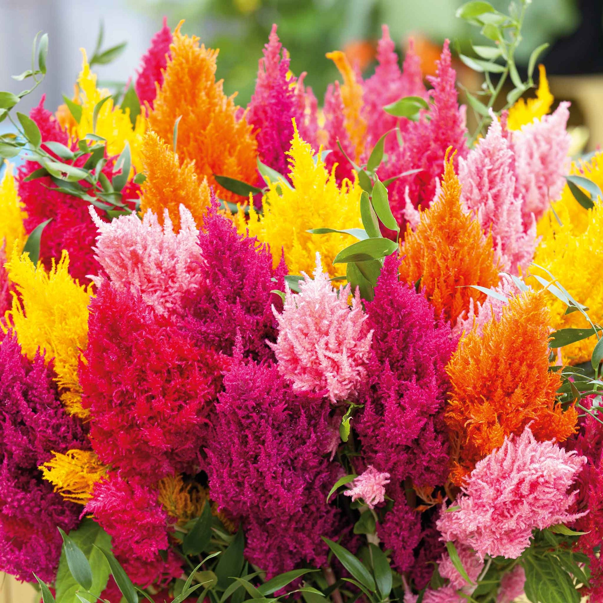 celosia plant seeds Bulk Celosia Seeds - Mixed Pampas Plume