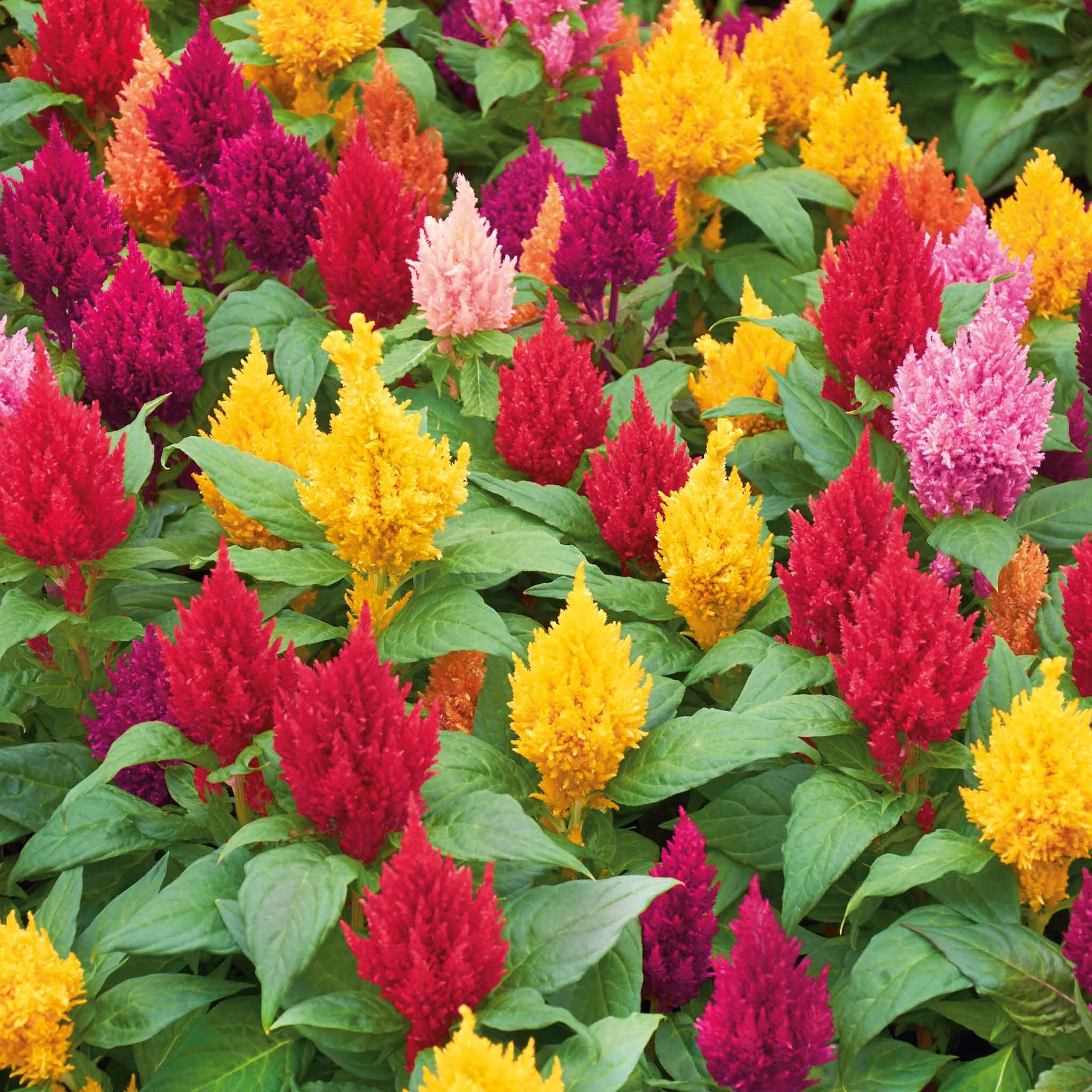 celosia plant seeds Bulk Celosia Seeds