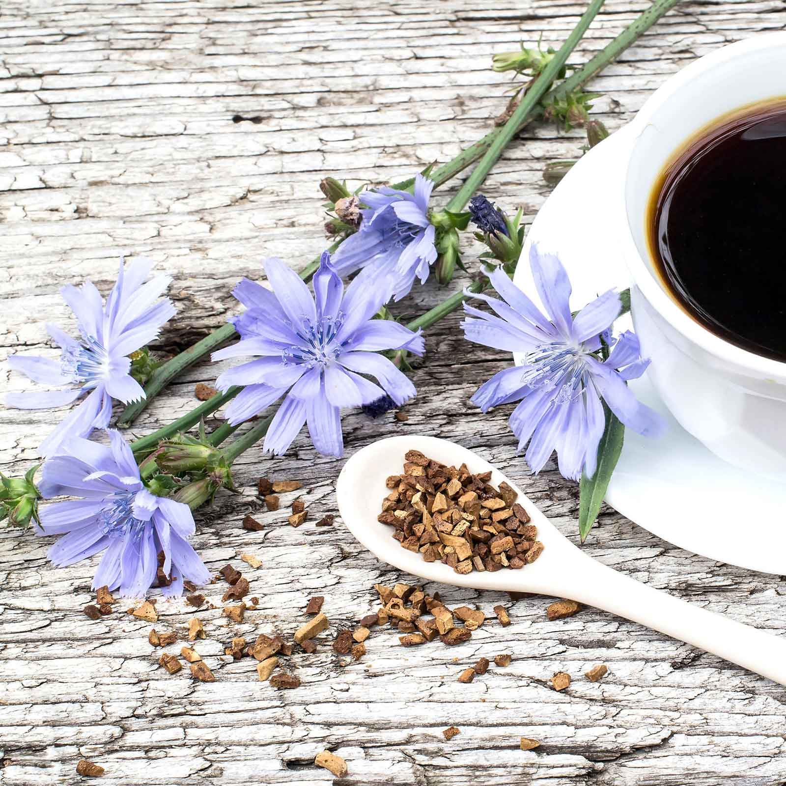 chicory wildflower seeds Bulk Chicory Seeds