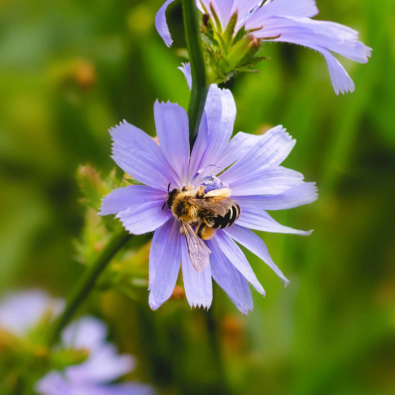 chicory wildflower seeds Bulk Chicory Seeds