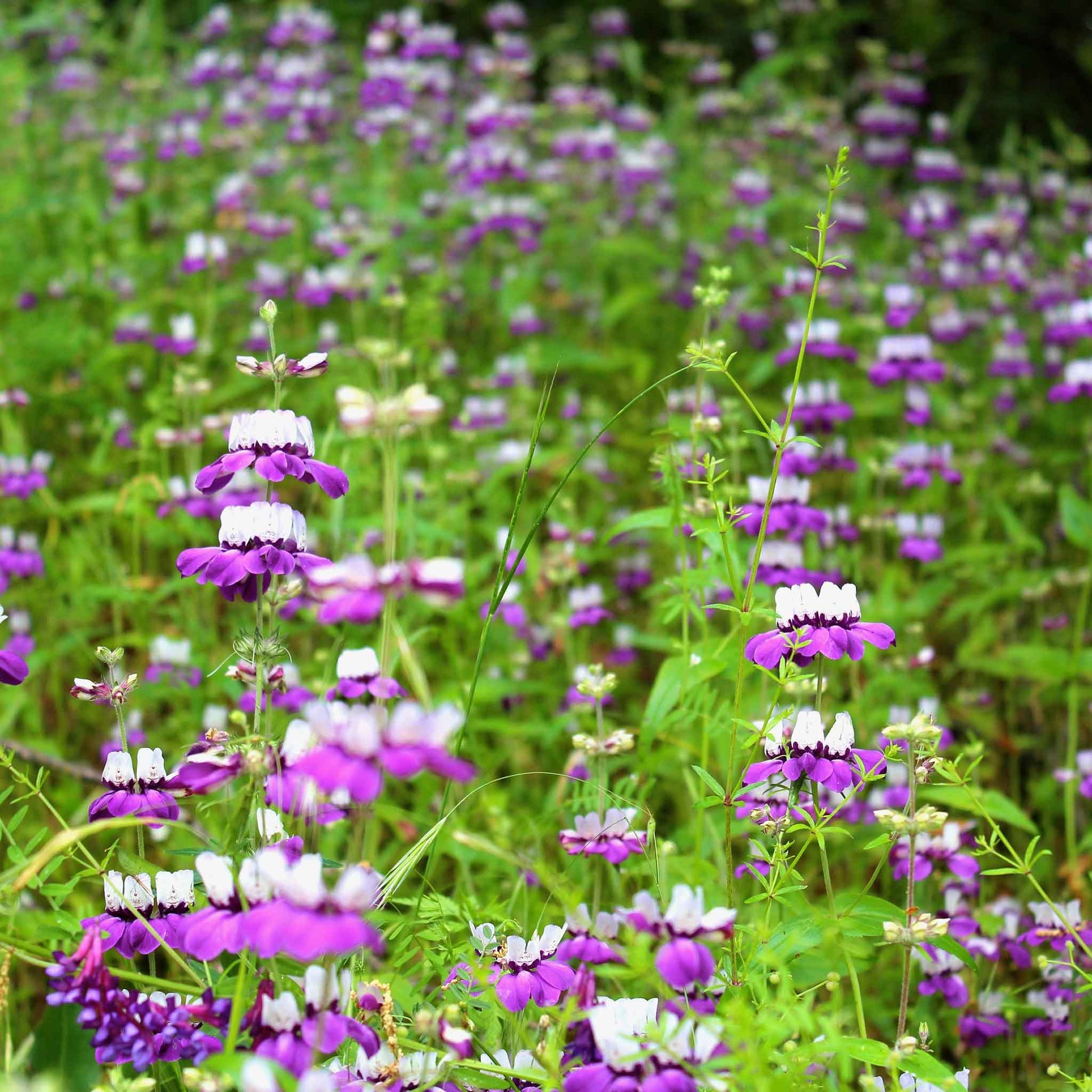chinese plant seeds Bulk Chinese Houses Seeds Packet
