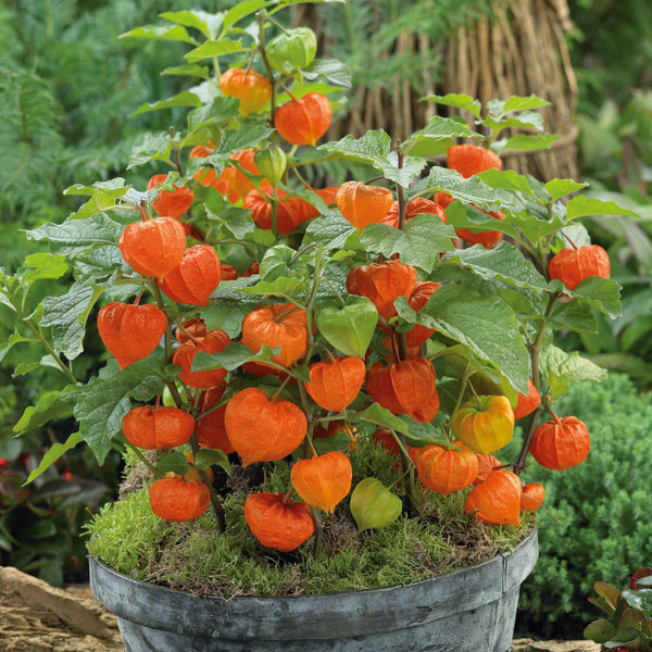 lantern flower succulent Bulk Chinese Lantern Seeds