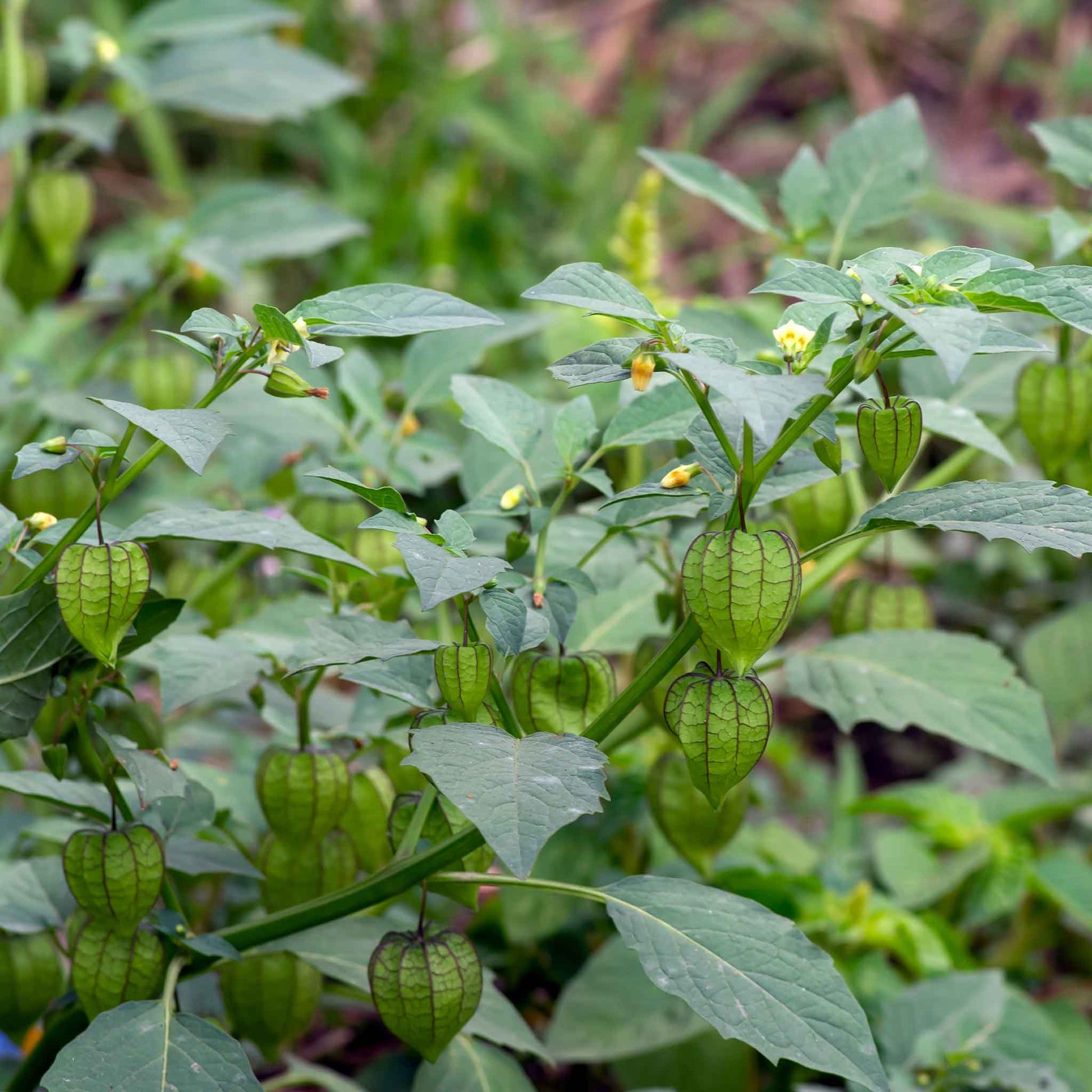 chinese lantern plant seed pod Bulk Chinese Lantern Seeds