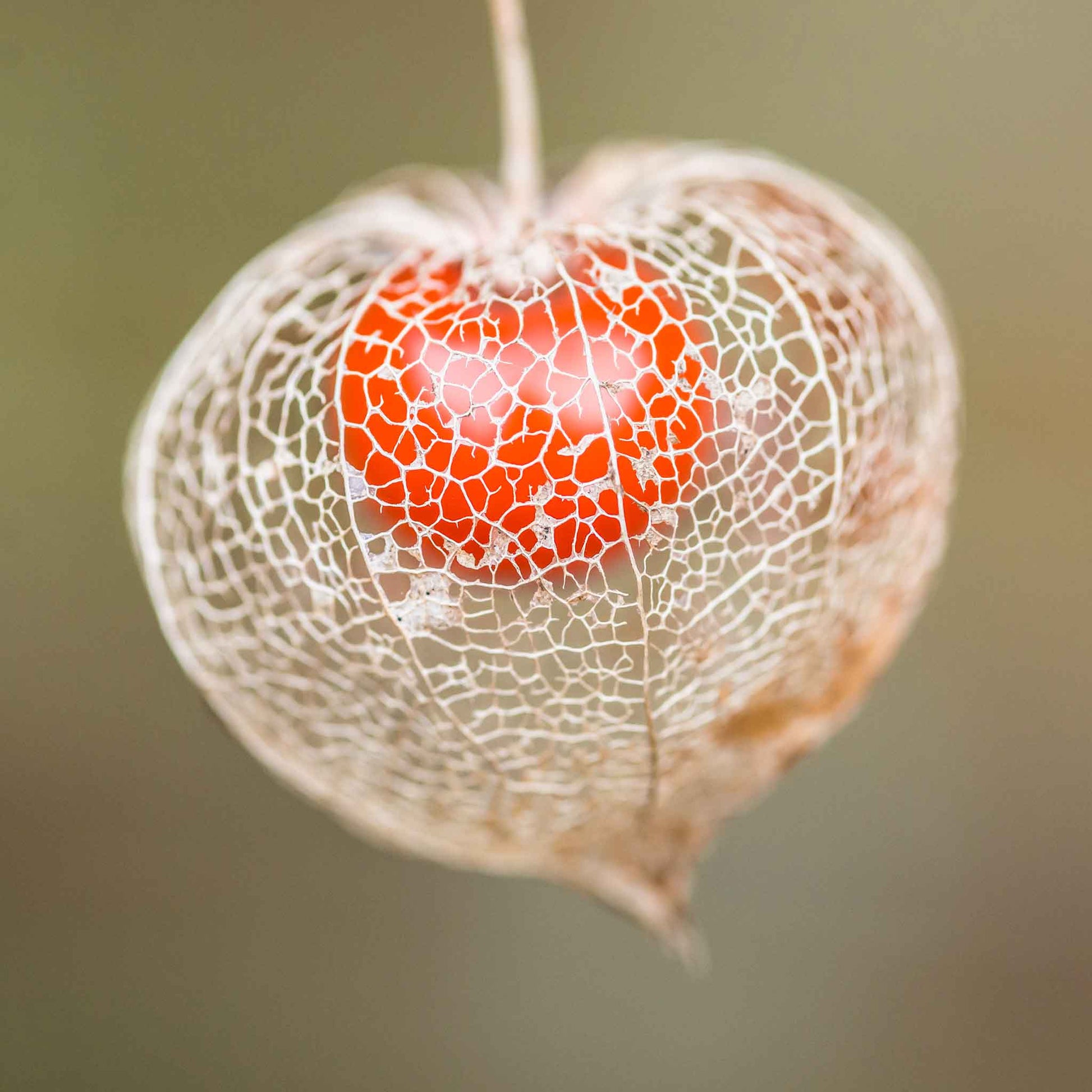 chinese lantern plant seed pod Bulk Chinese Lantern Seeds