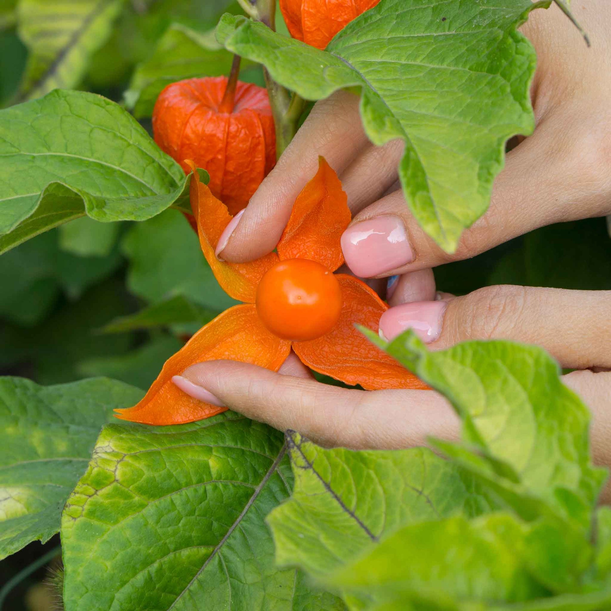 lantern plant seeds Bulk Chinese Lantern Seeds