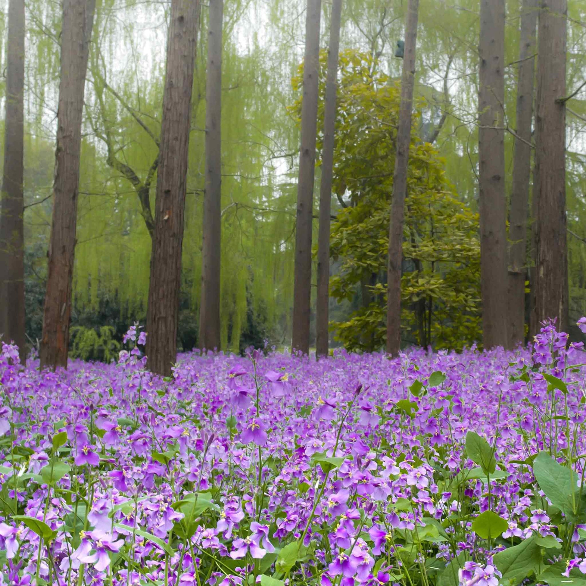 violet flower seeds for sale Chinese Violet Cress Seeds | Flower Seeds