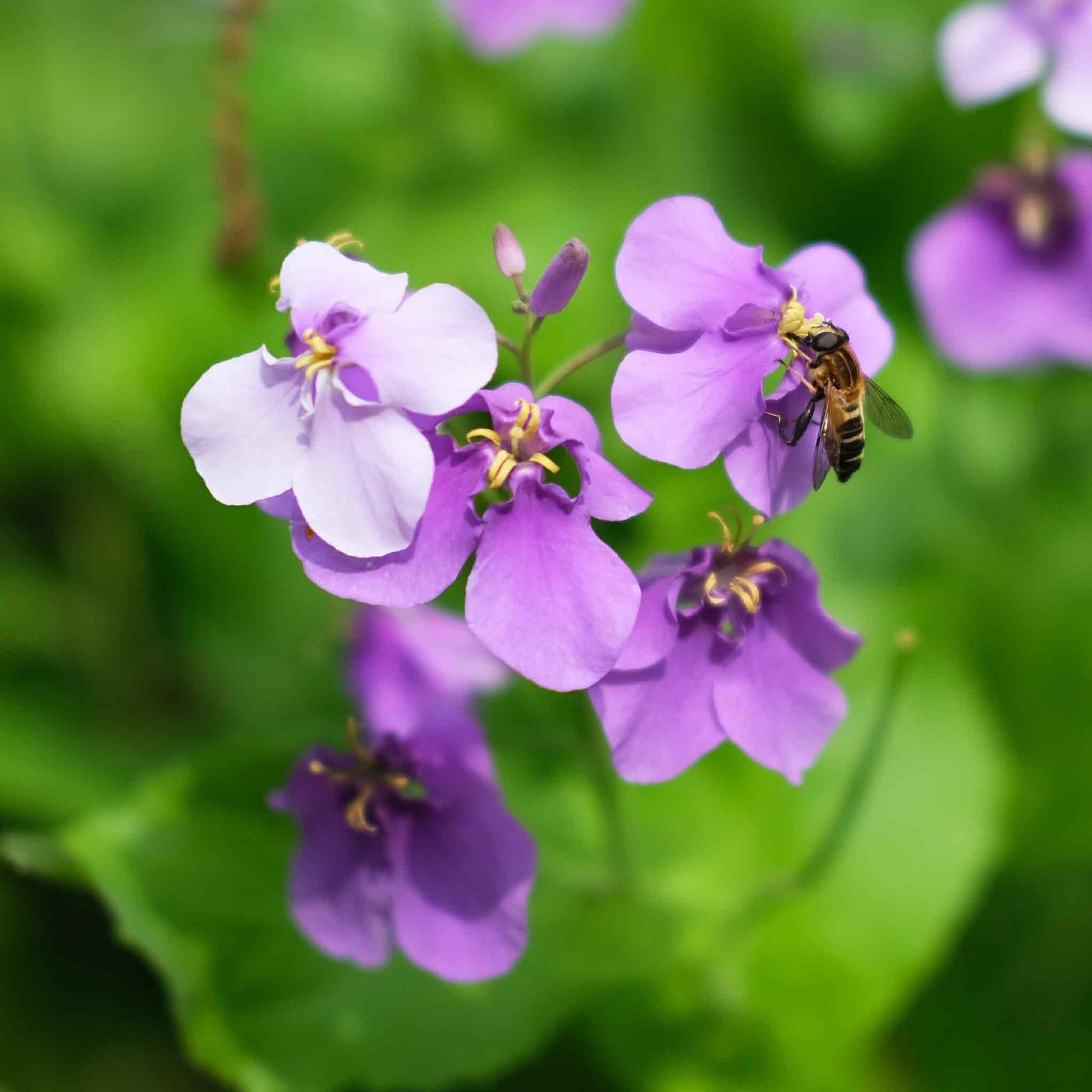 violet plant seeds Chinese Violet Cress Seeds | Flower Seeds