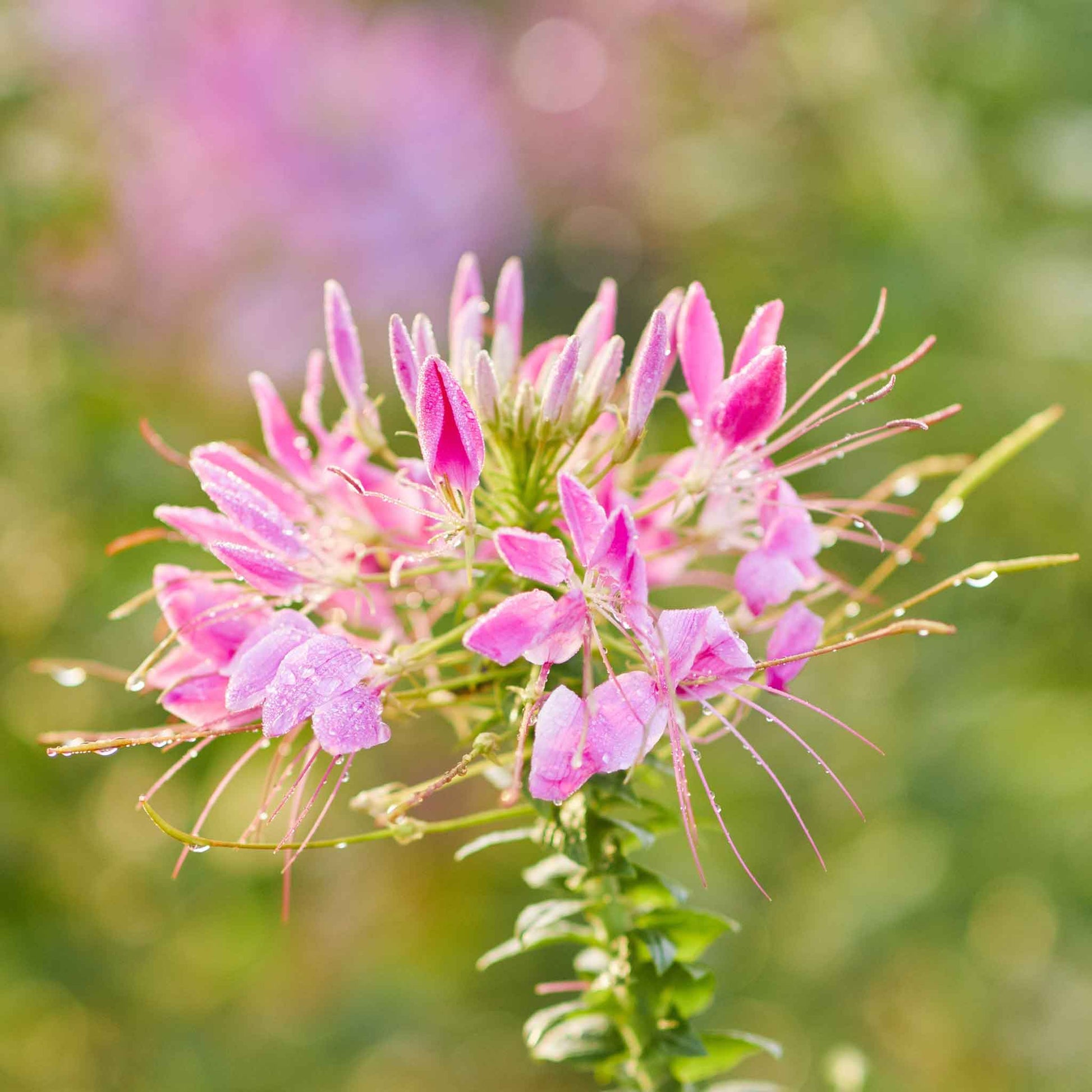 spider flower seeds Bulk Cleome Seeds