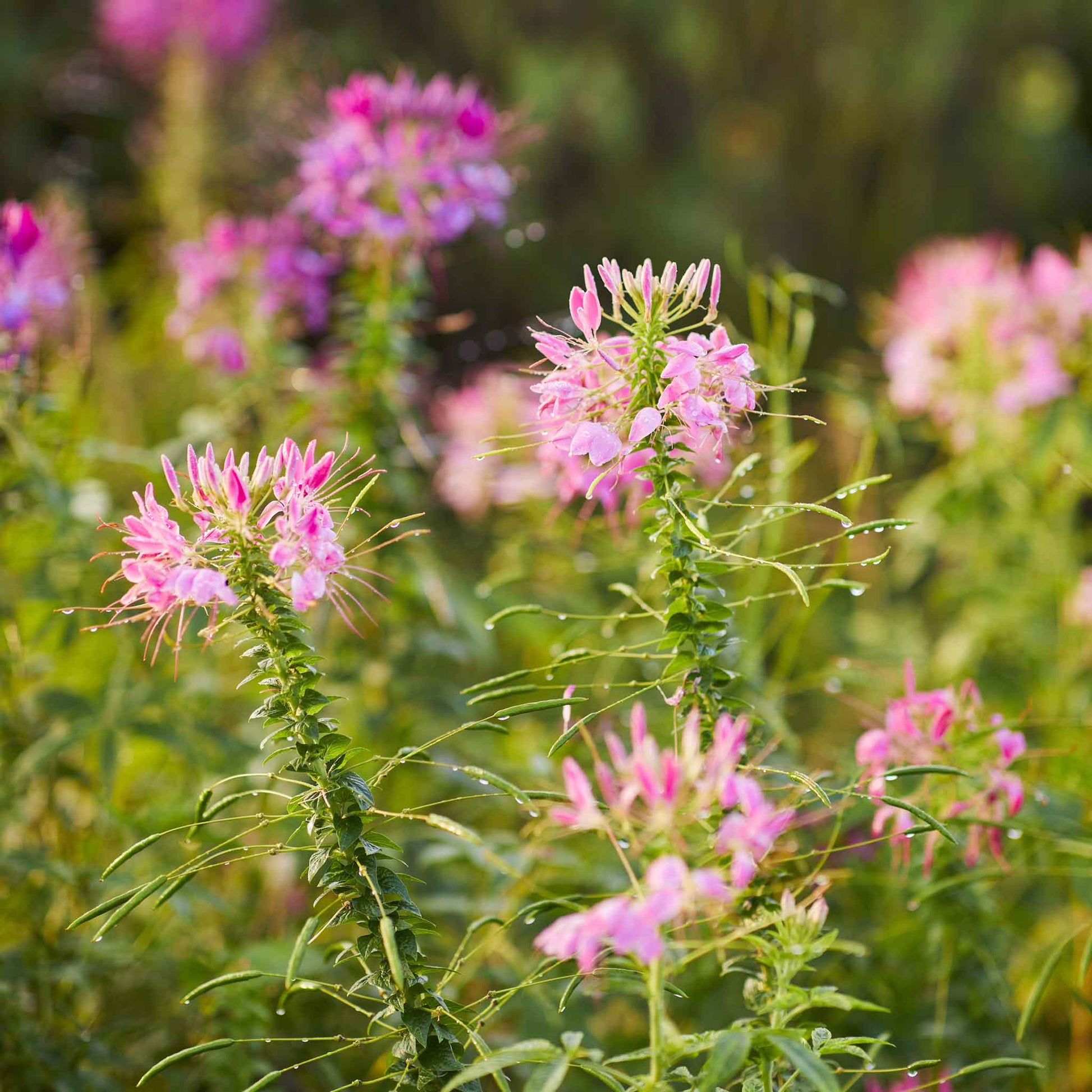 cleome rose queen seeds Bulk Cleome Seeds