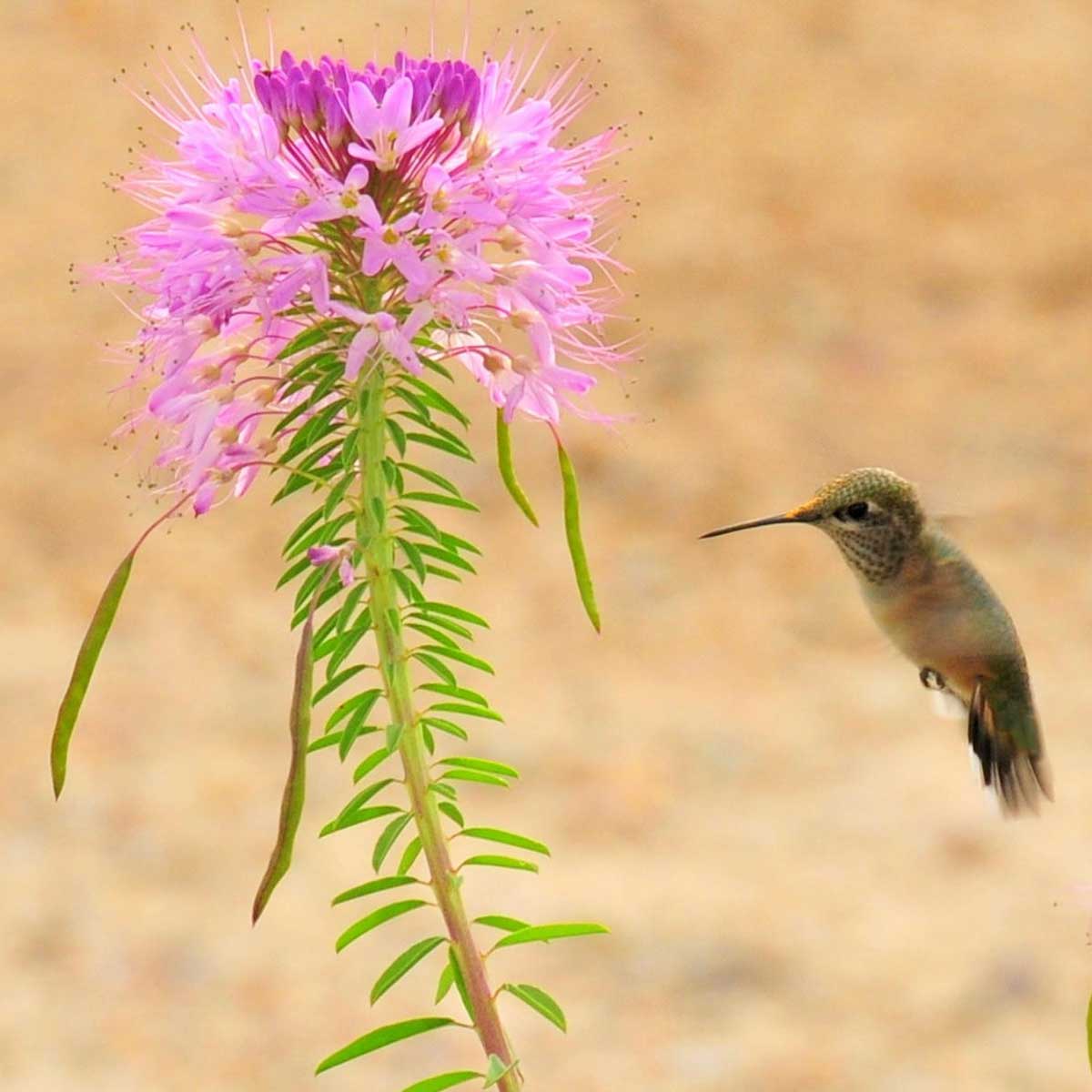 rocky mountain bee plant seeds Rocky Mountain Beeplant | Bulk Flower Seeds