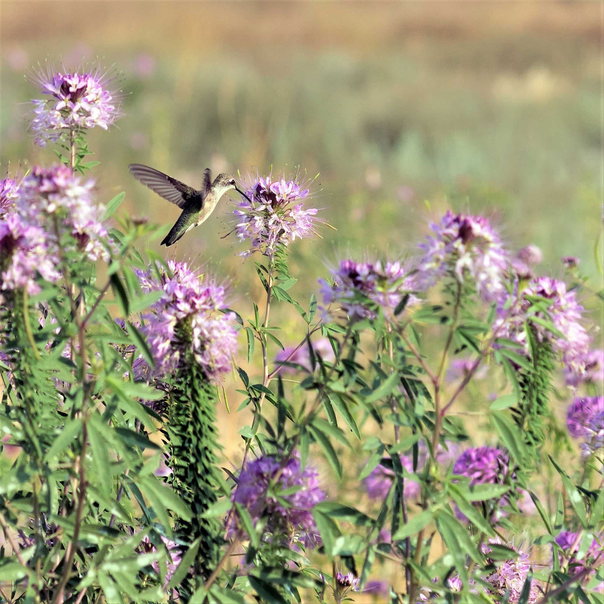 rocky mountain wildflower seeds Rocky Mountain Beeplant | Bulk Flower Seeds