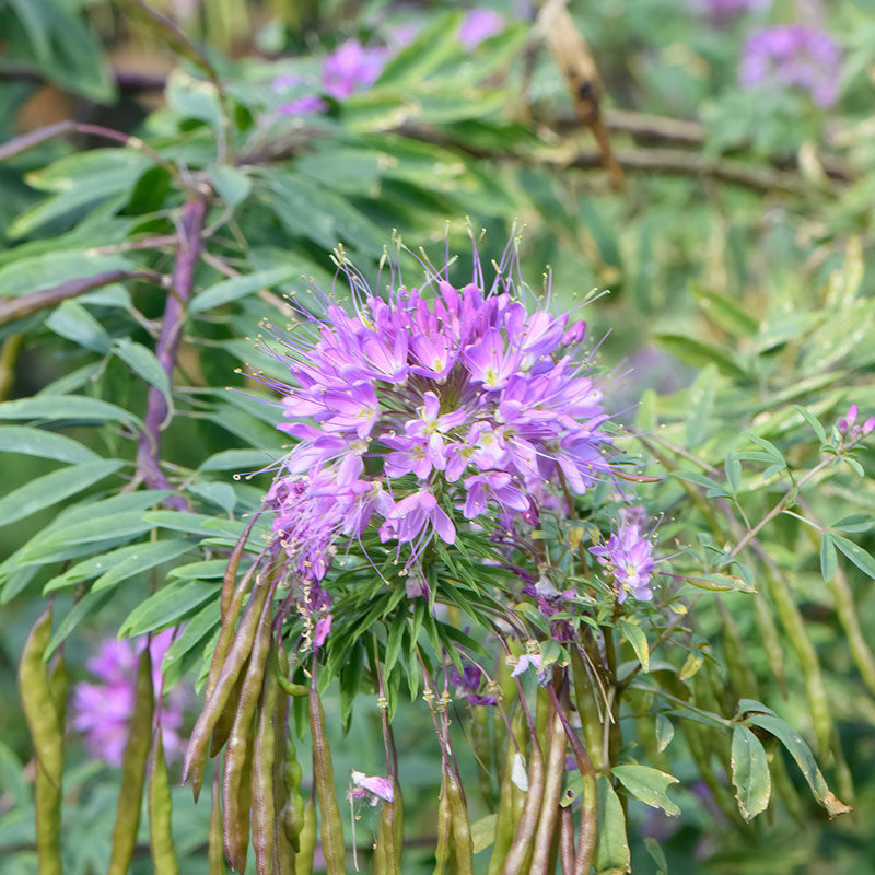rocky mountain bee plant seeds Rocky Mountain Beeplant | Bulk Flower Seeds