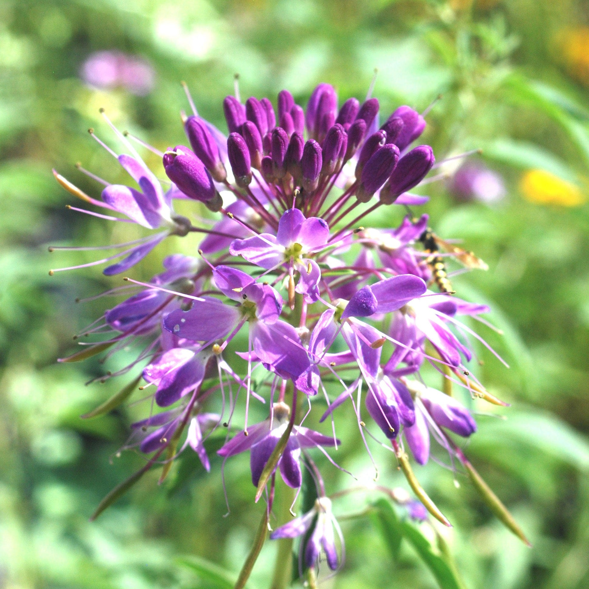 bee plant seeds Rocky Mountain Beeplant | Bulk Flower Seeds
