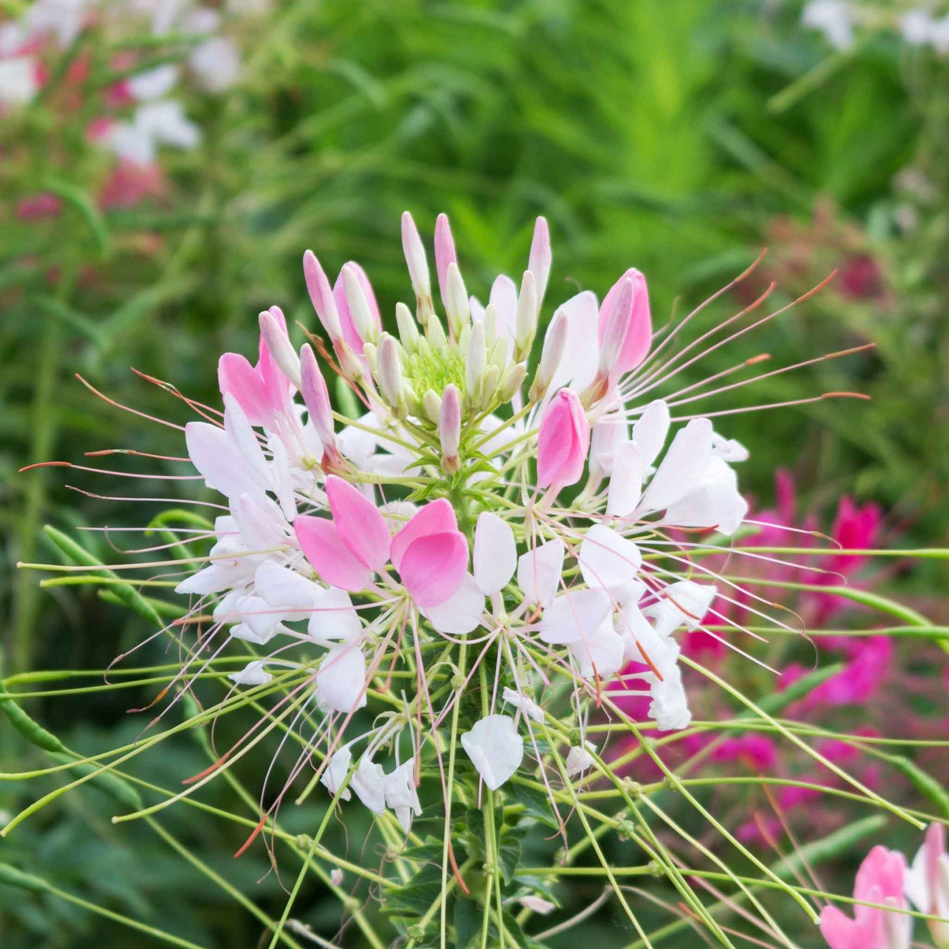 planting cleome seeds Bulk Cleome Seeds - Sparkler Blush