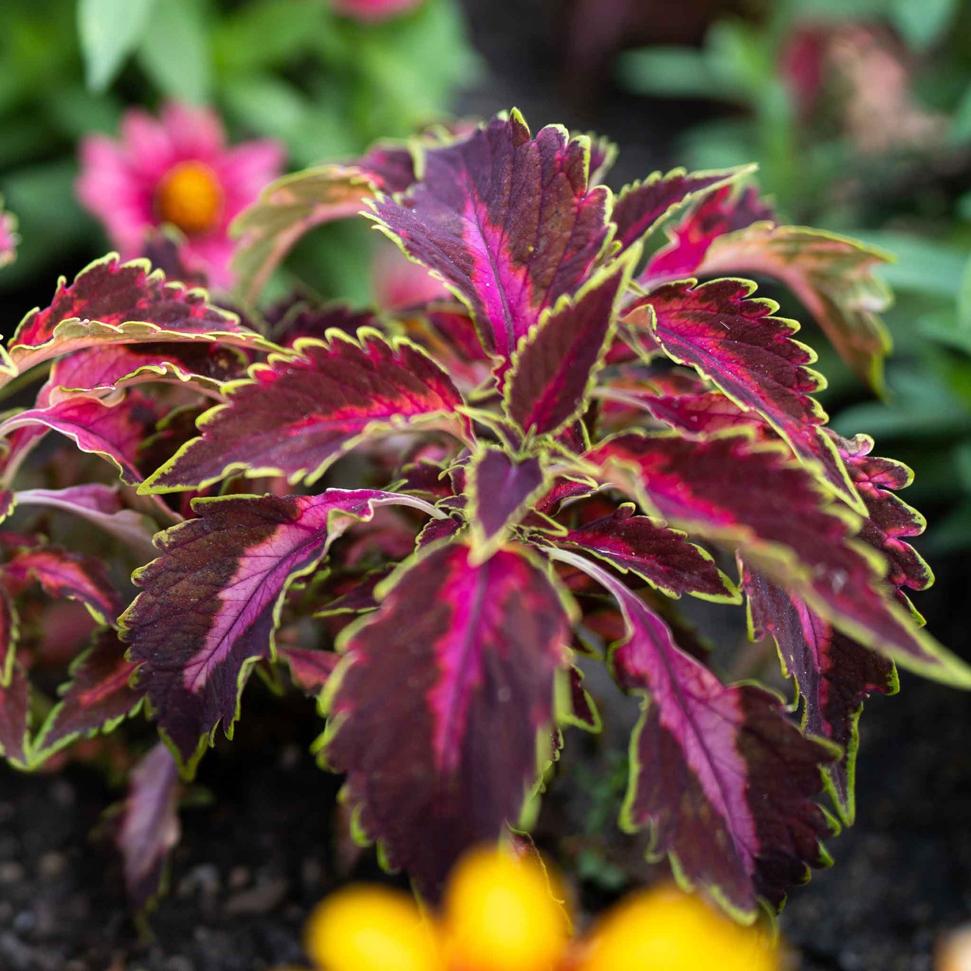 coleus plant seeds for sale Bulk Coleus Seeds - Chocolate Covered Cherry | Flower Seeds