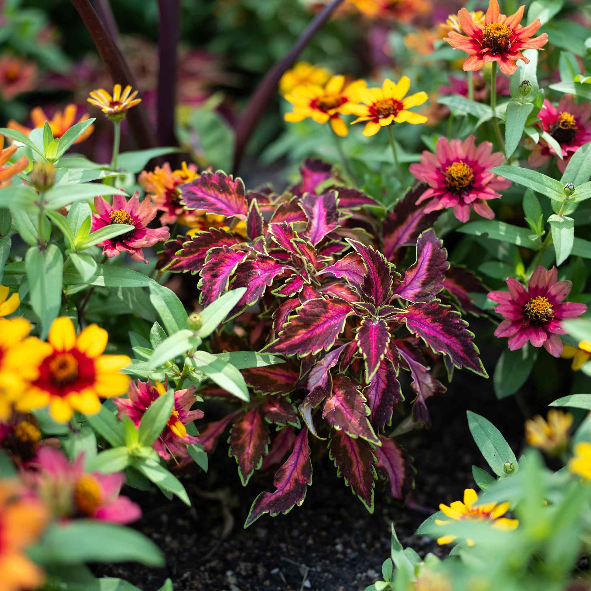 coleus plant seeds Bulk Coleus Seeds - Chocolate Covered Cherry | Flower Seeds