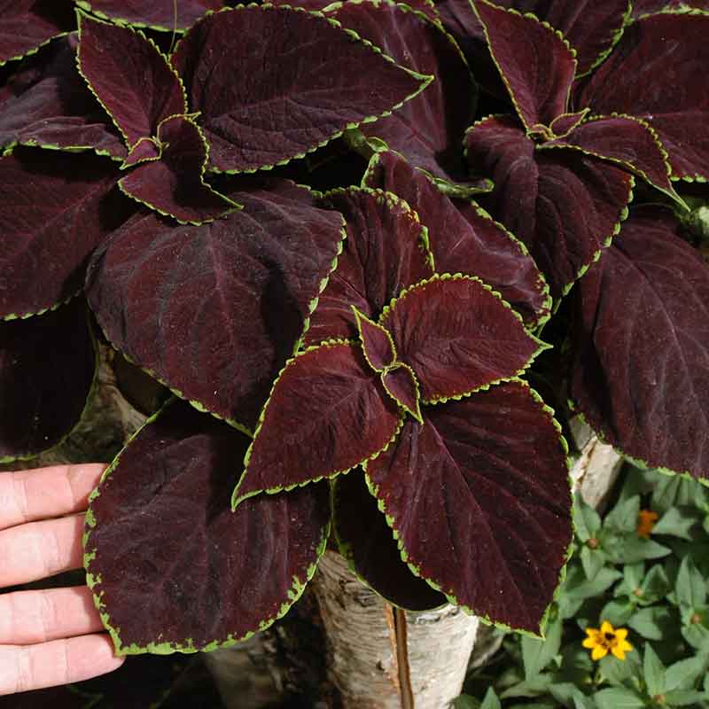 coleus plant seeds for sale Bulk Coleus Seeds - Chocolate Mint | Flower Seeds