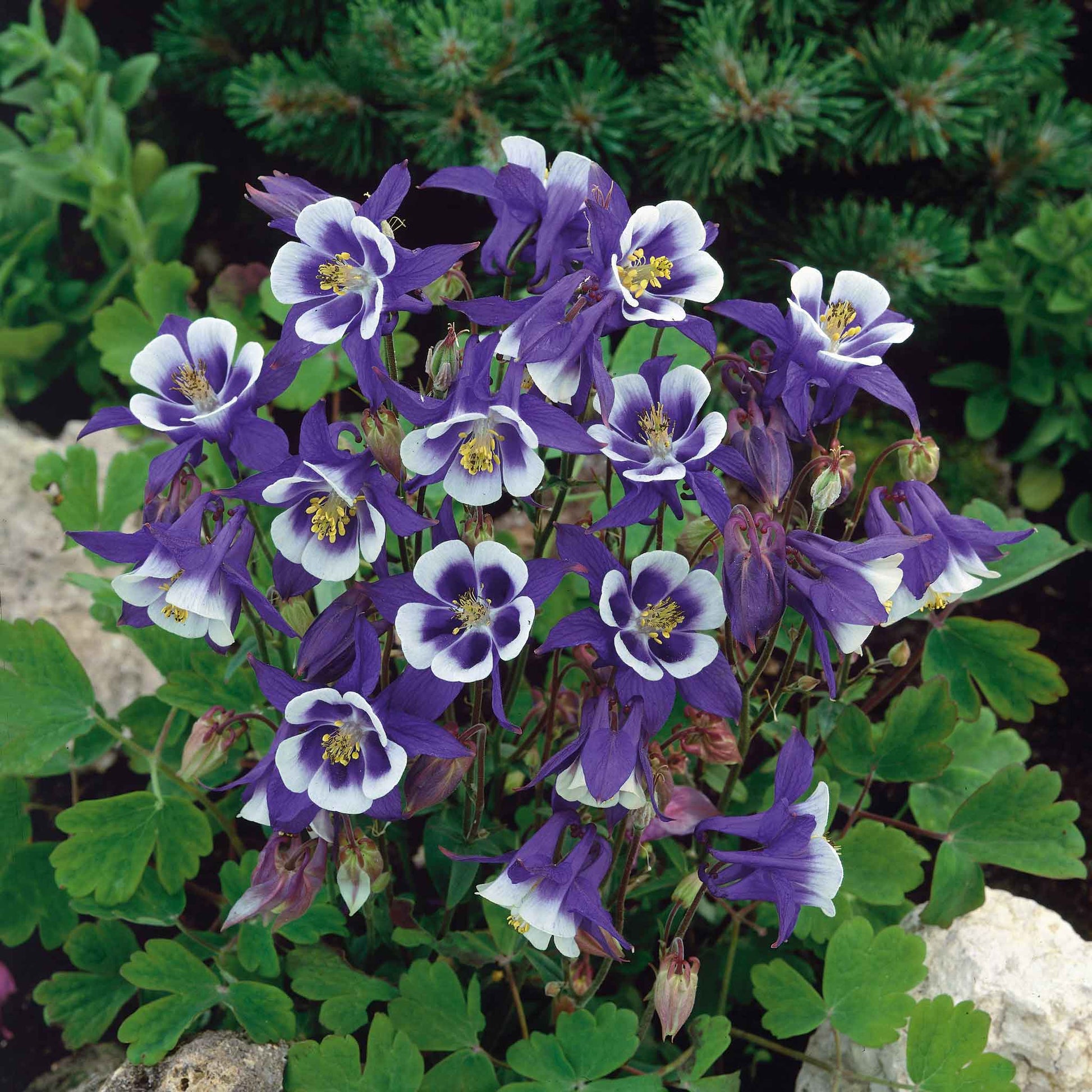 columbine flower growing from seed Bulk Columbine Seeds
