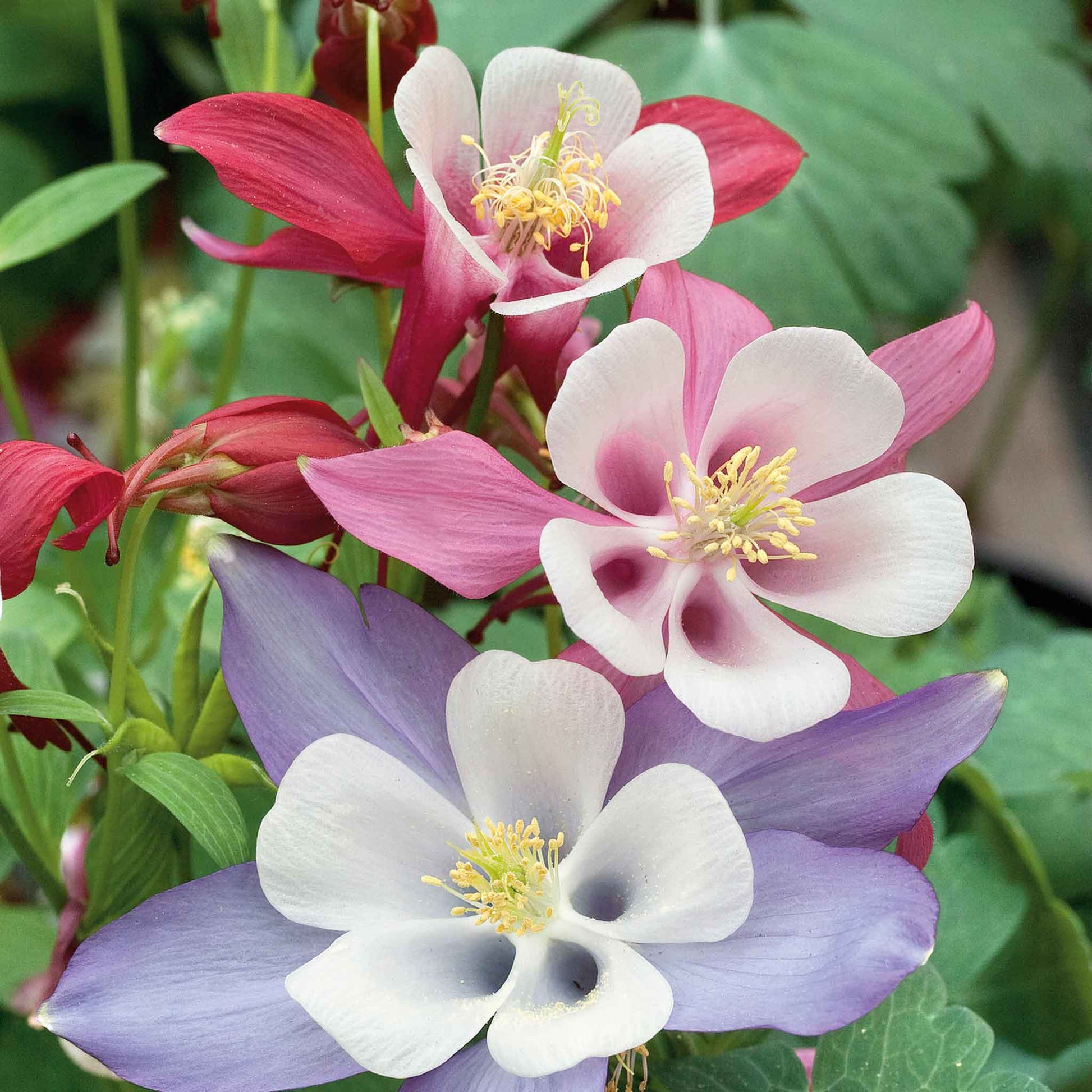 plant columbine seeds Bulk Columbine Seeds - McKana Giant Mix