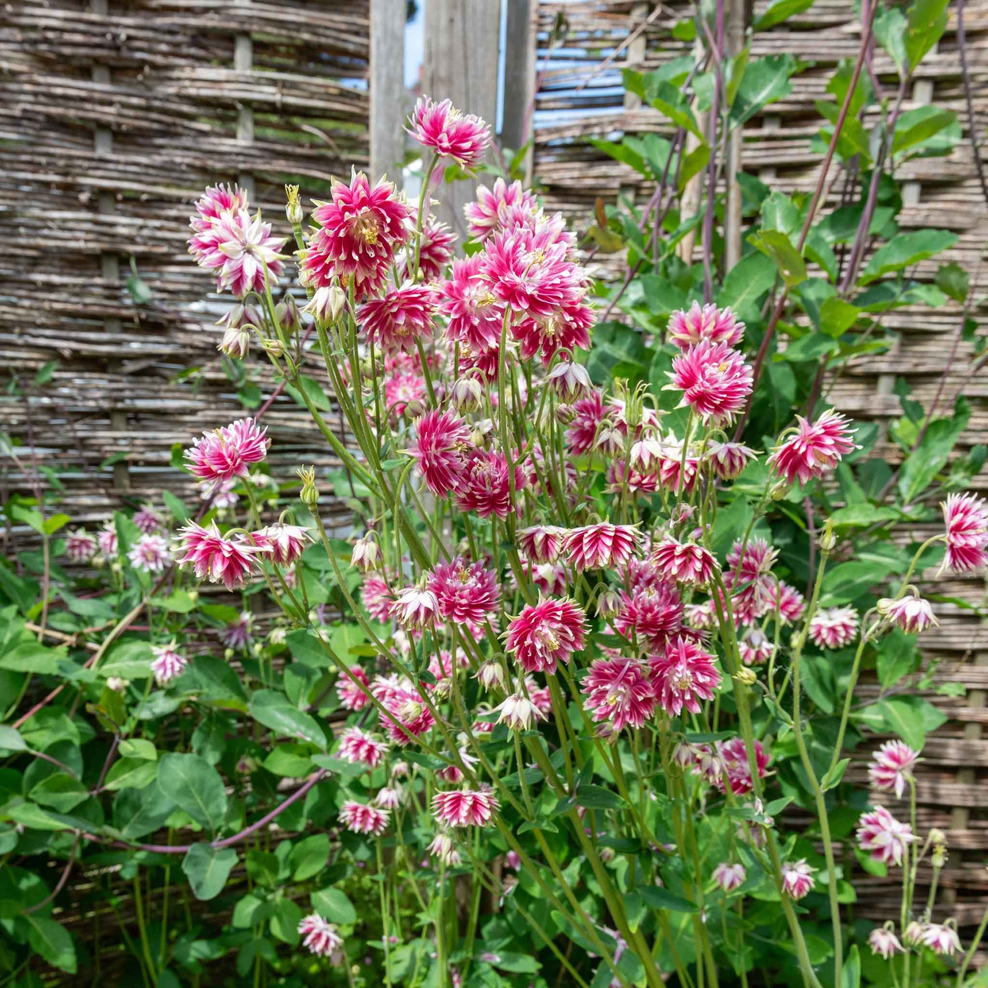 columbine plant seeds Bulk Columbine Seeds - Nora Barlow