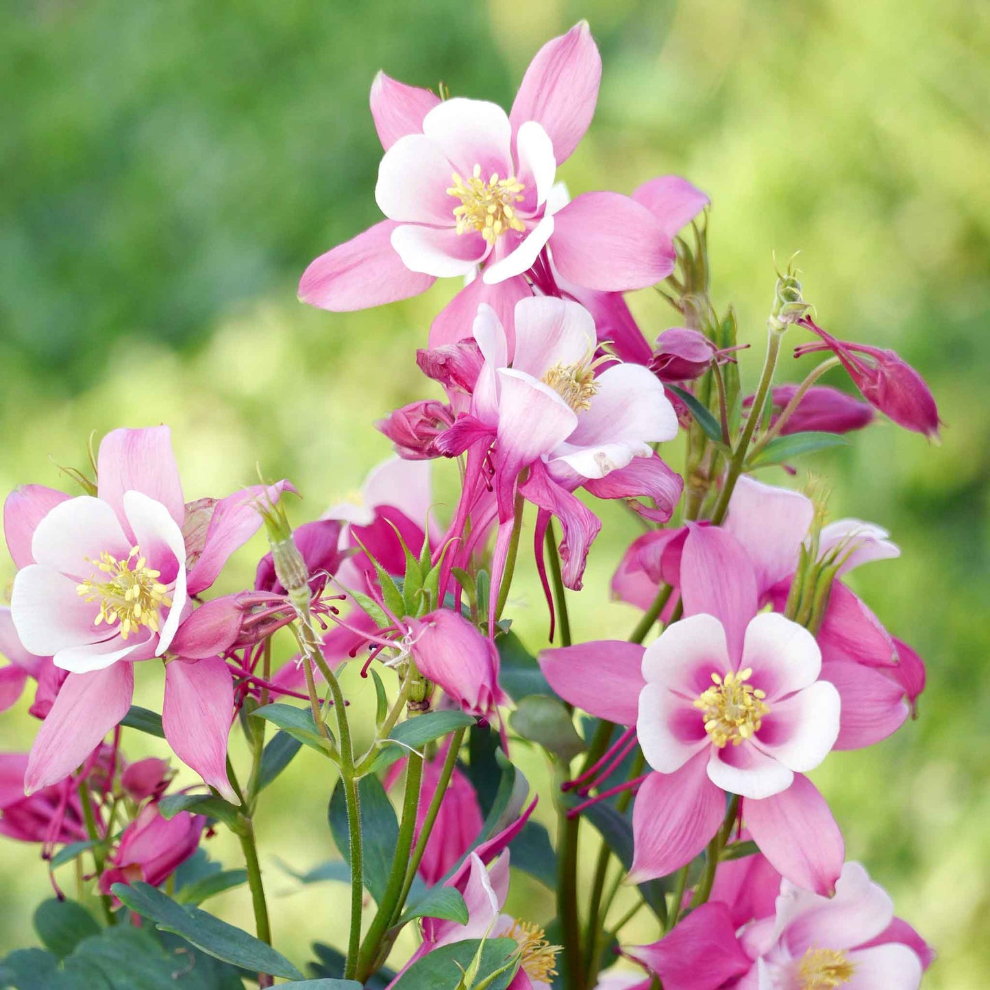 columbine plant seeds Bulk Columbine Seeds