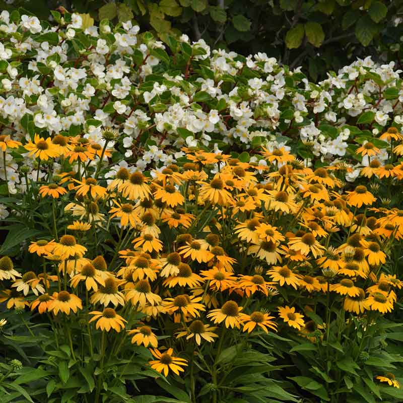 coneflower artisan yellow ombre