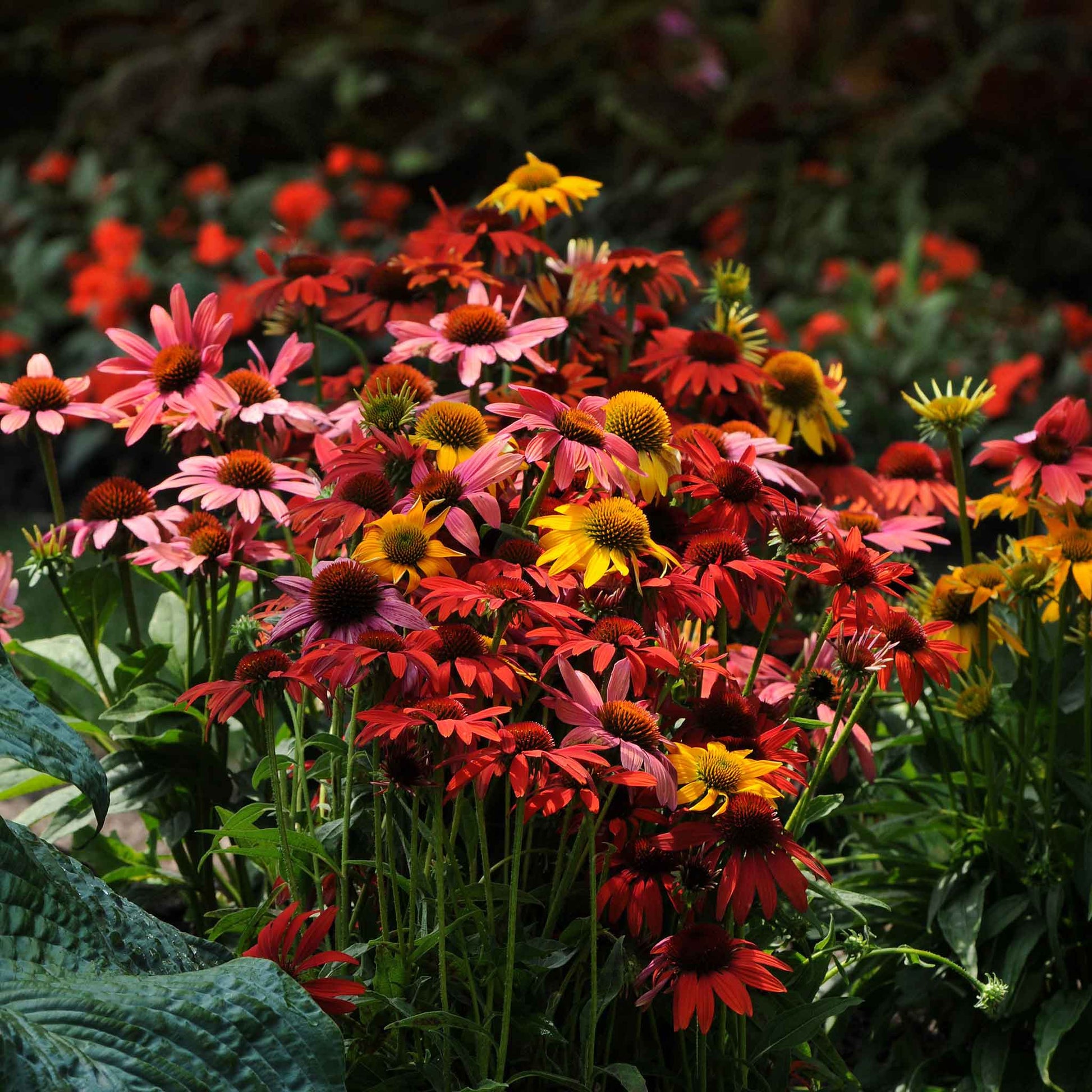 echinacea seeds bulk Bulk Coneflower Seeds - Cheyenne Spirit