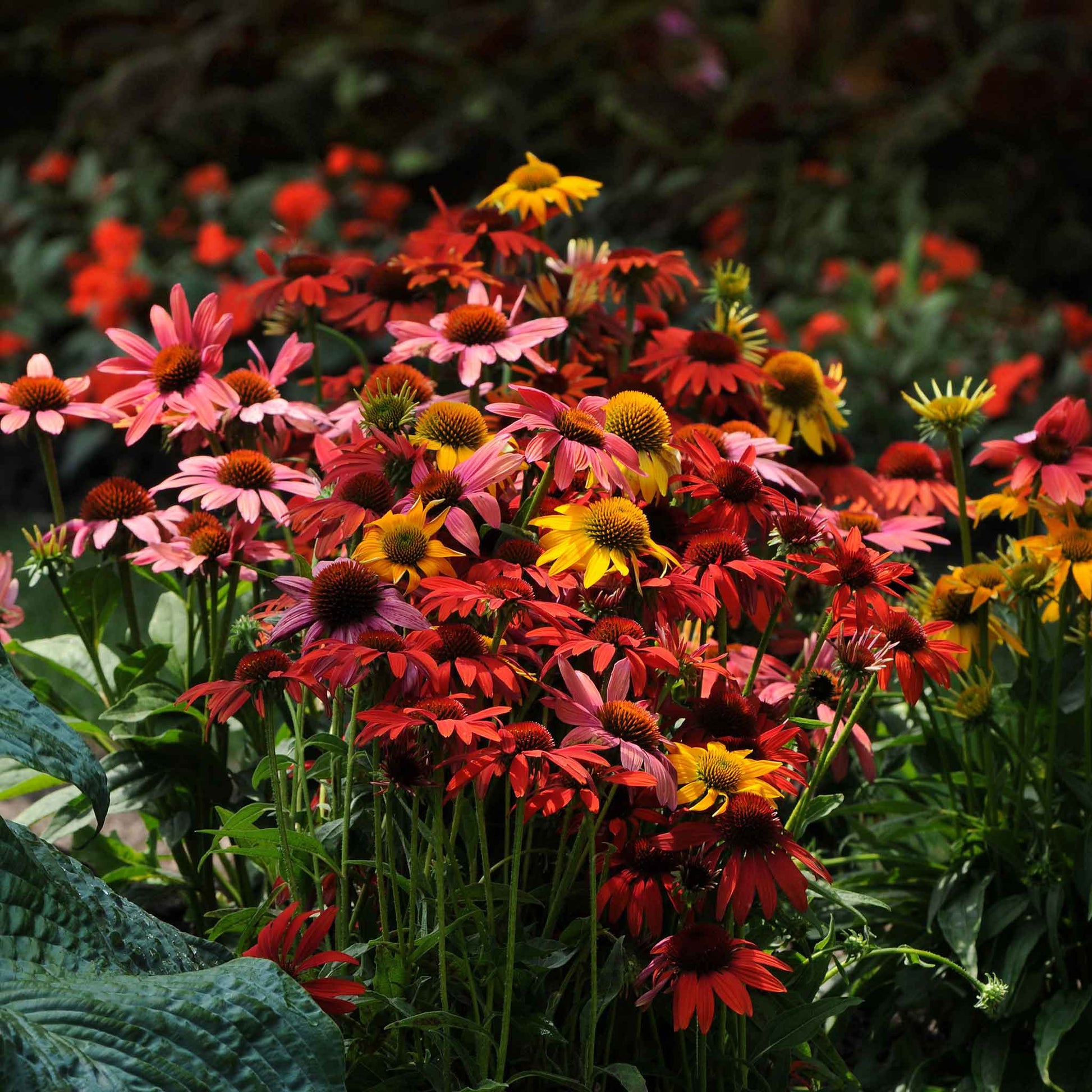 coneflower cheyenne spirit