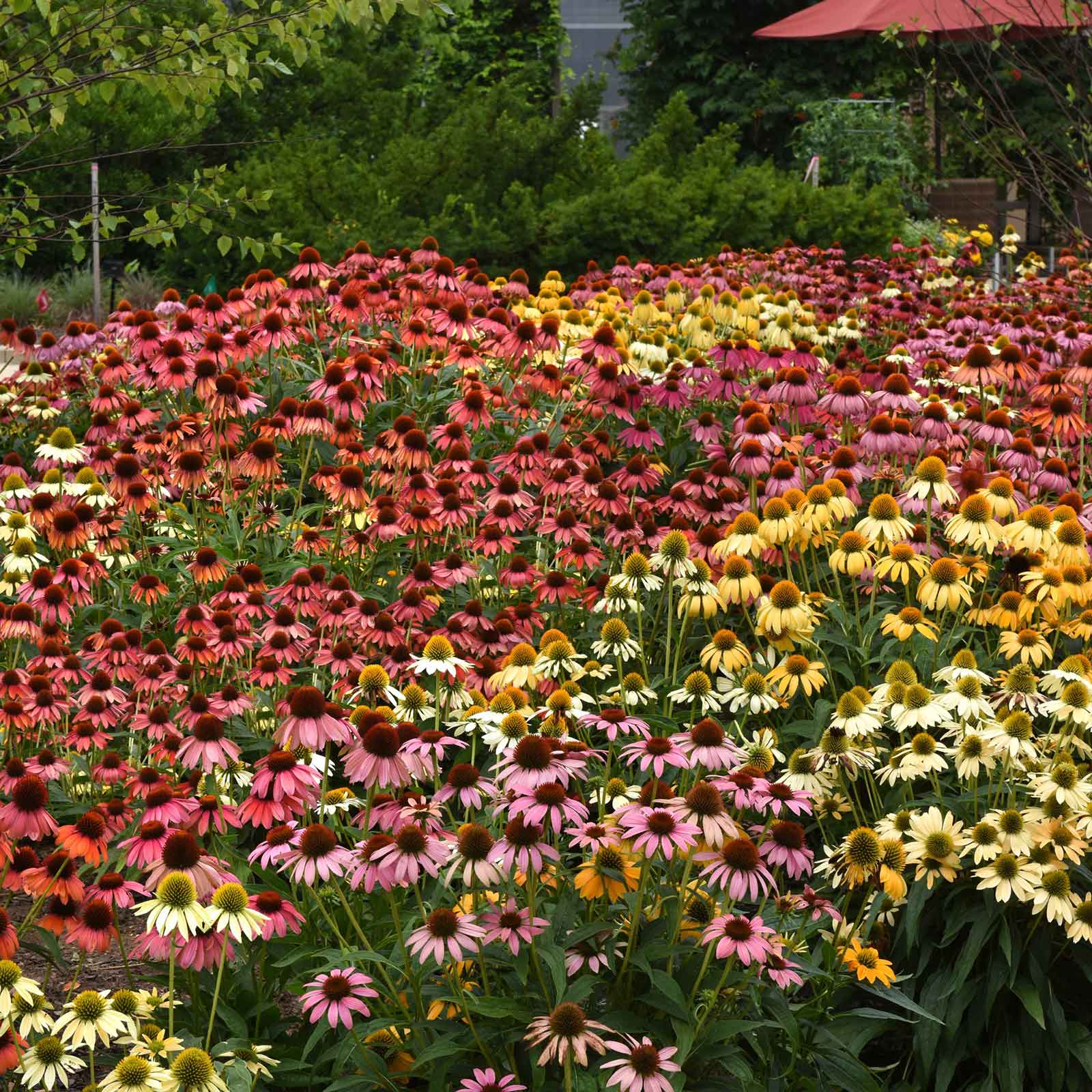 coneflower cheyenne spirit