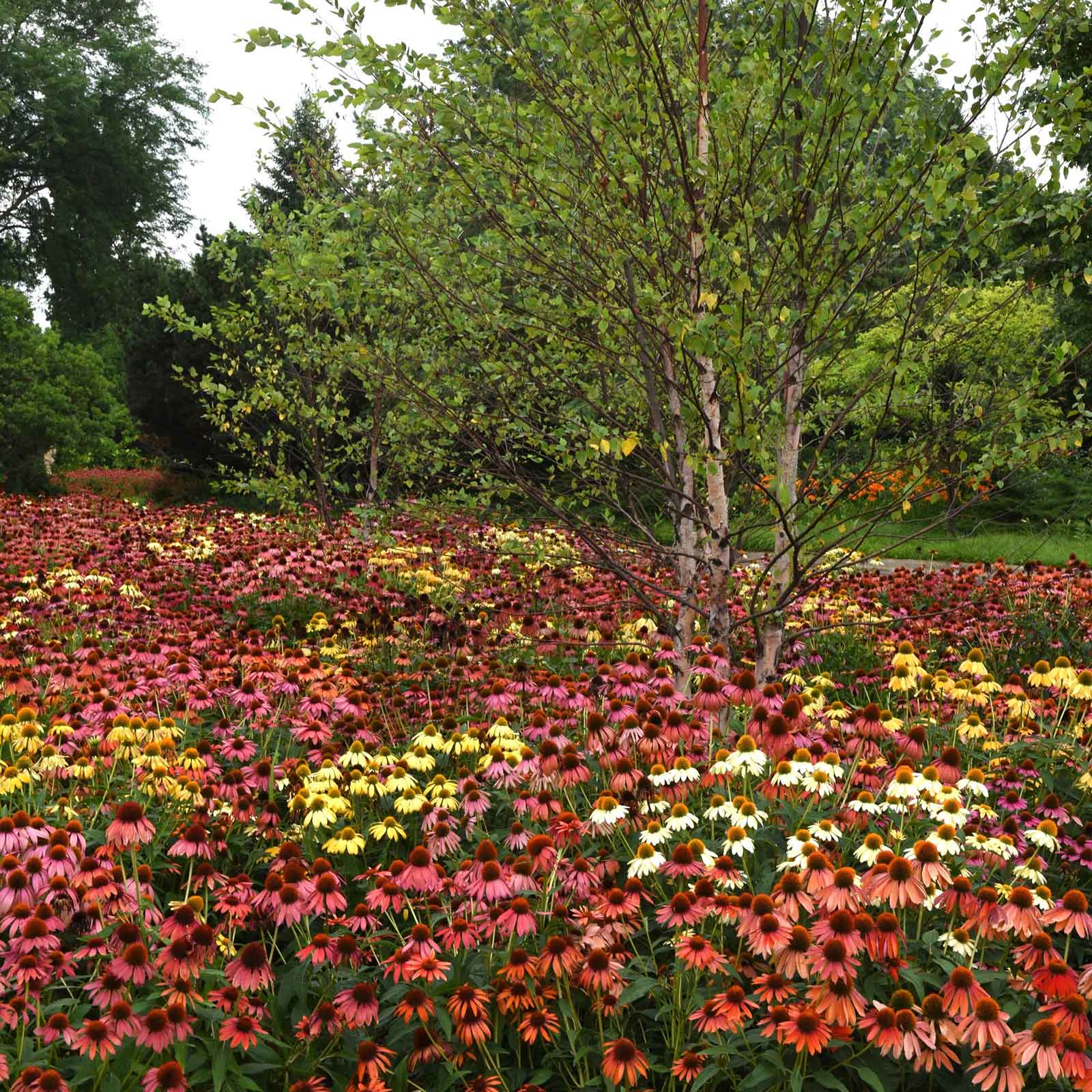 cheyenne spirit echinacea seeds Bulk Coneflower Seeds - Cheyenne Spirit