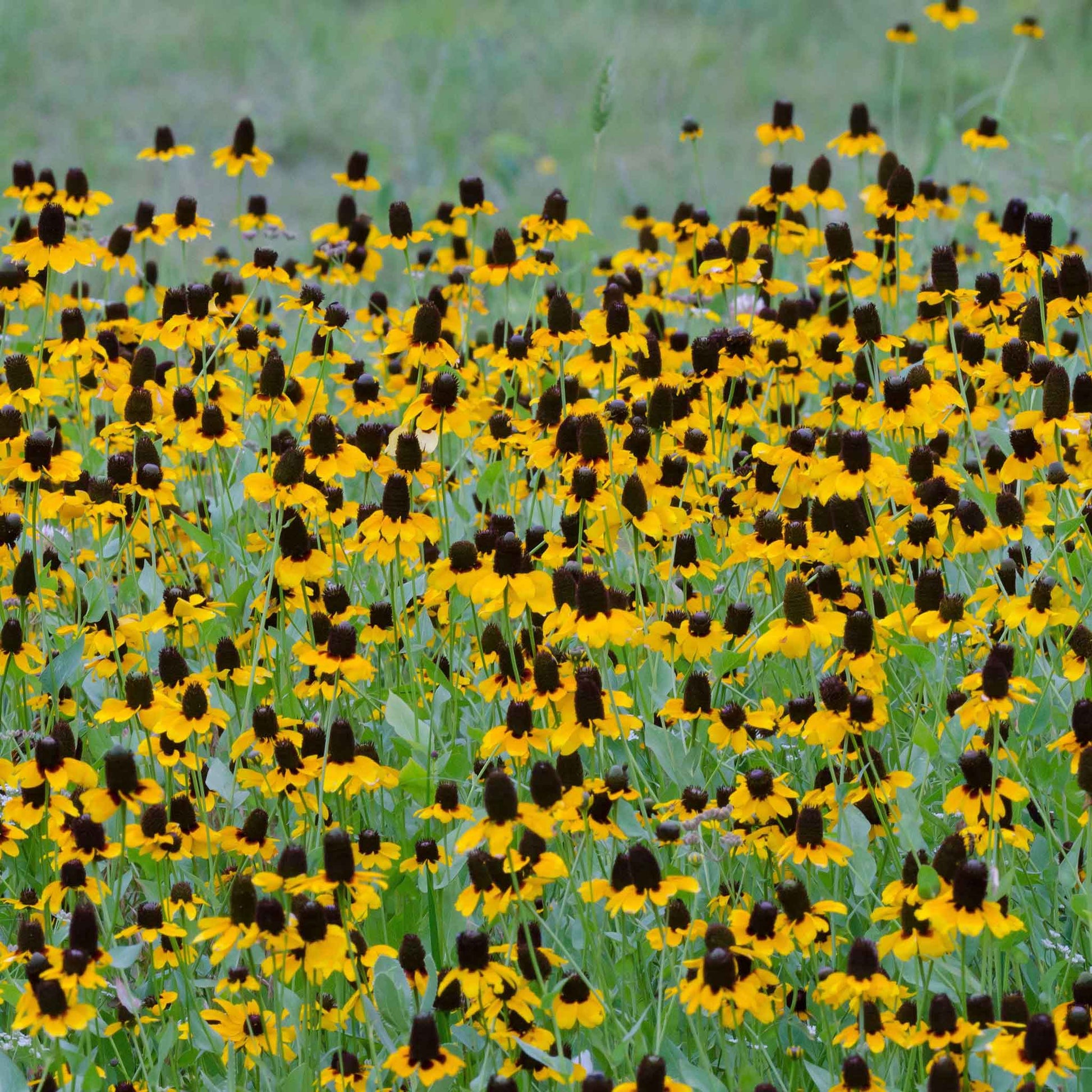 sprinkling cone flower seeds on ground in summer Bulk Clasping Coneflower Seeds