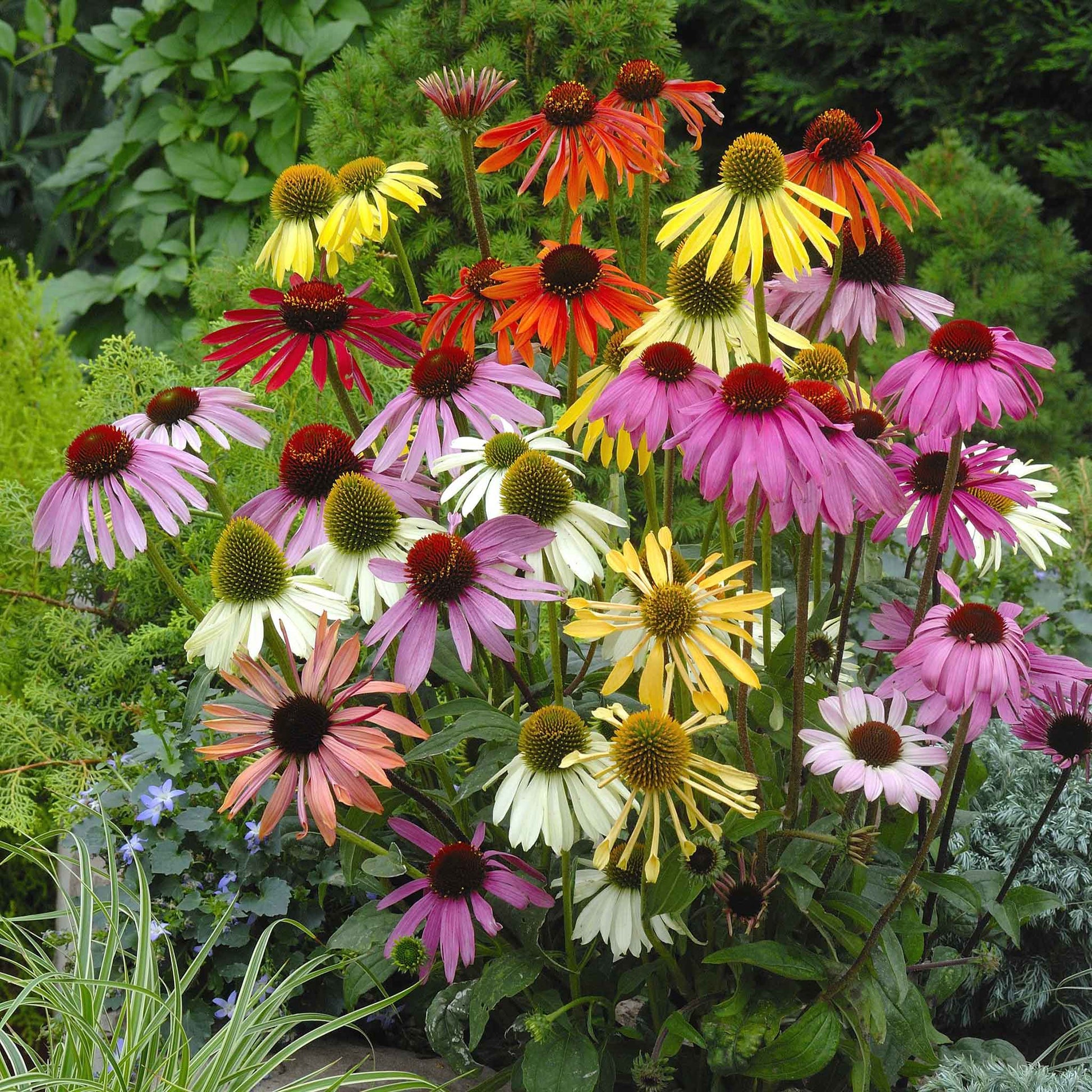 cone flower seed Bulk Coneflower Seeds - Paradiso Mix