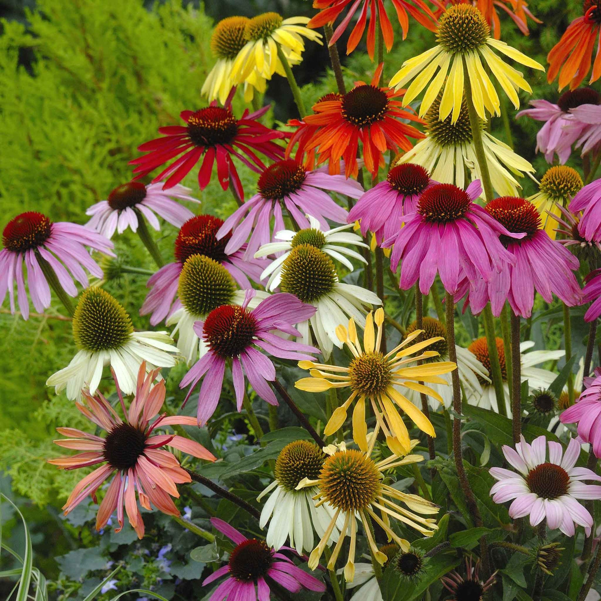 coneflower paradiso mix
