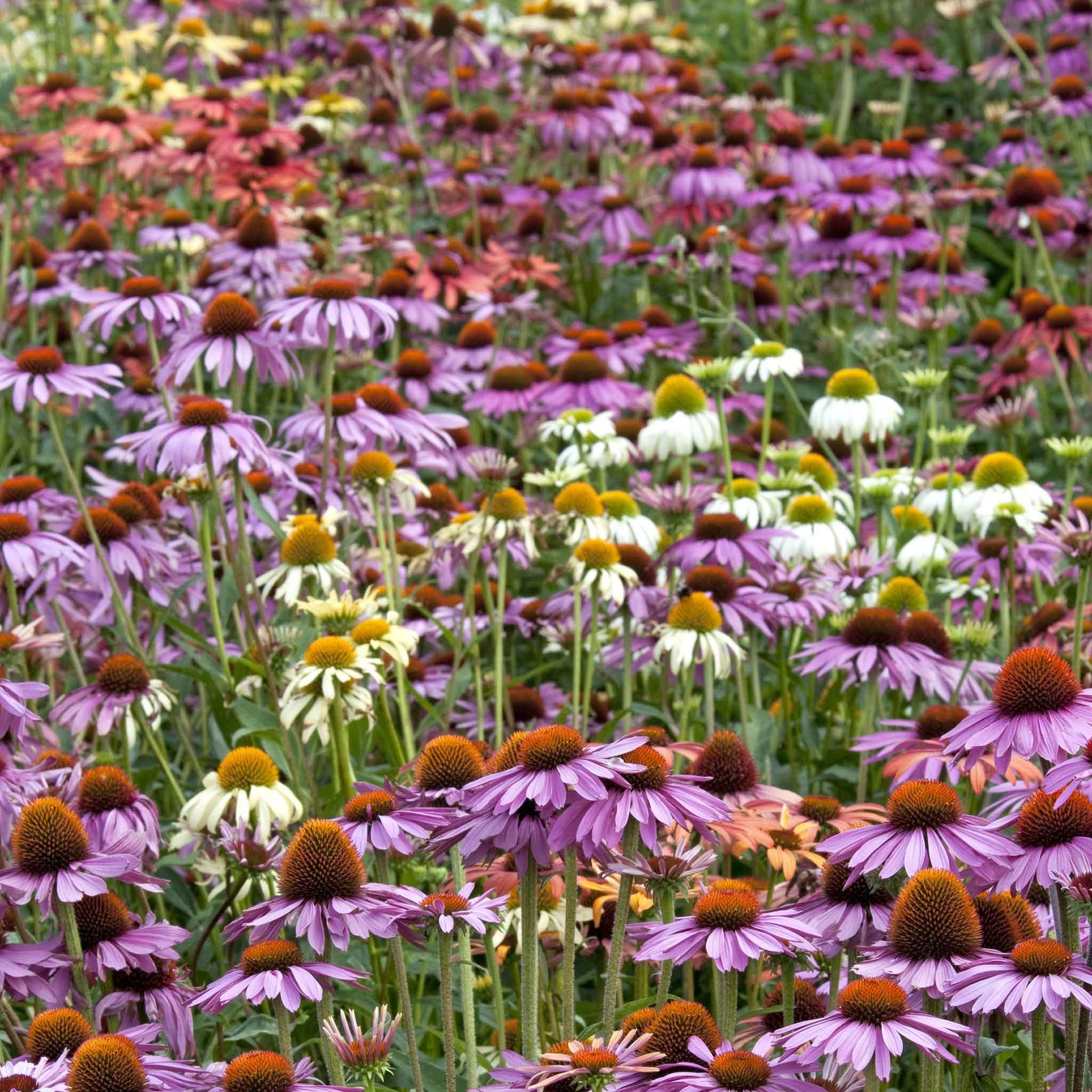 coneflower paradiso mix