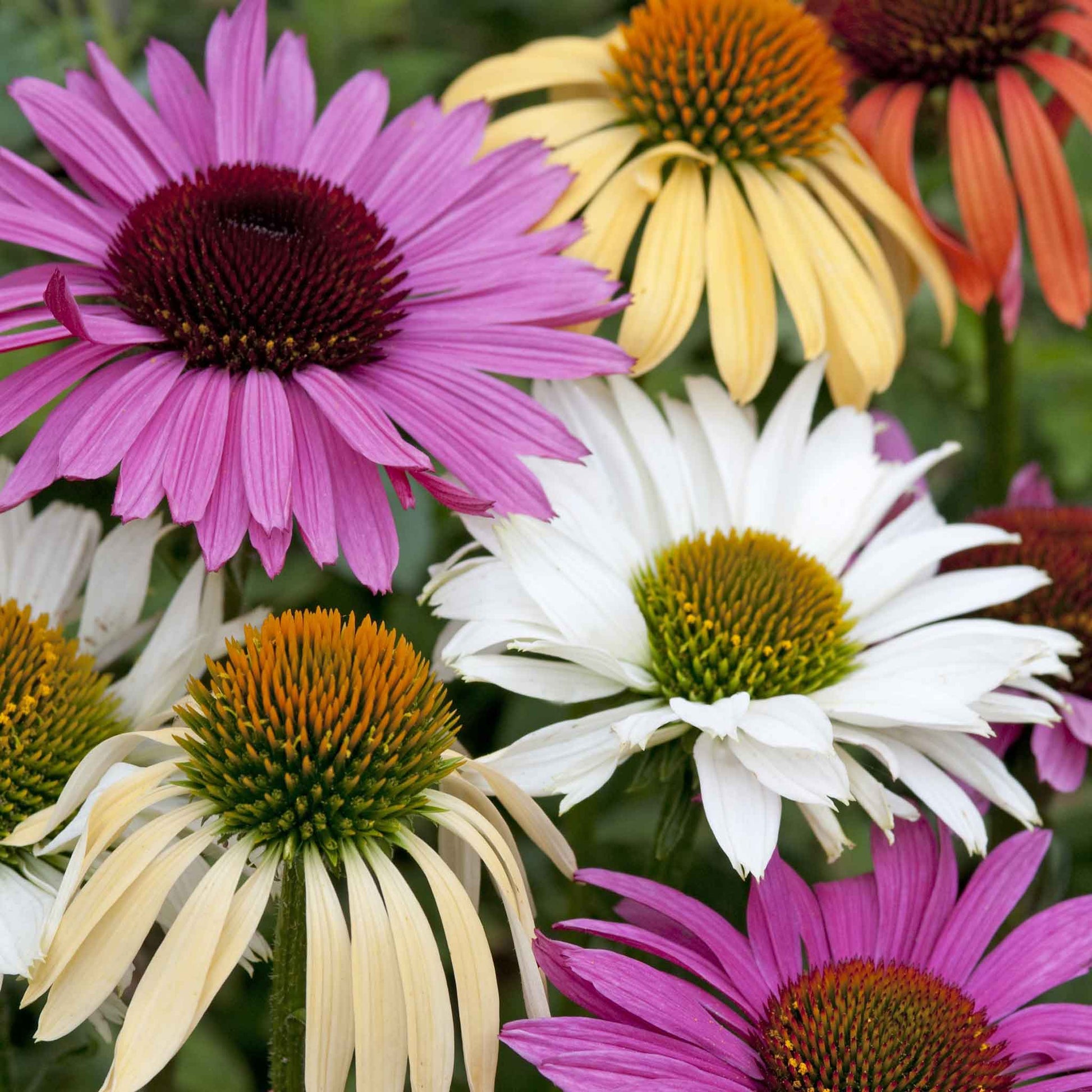 coneflower paradiso mix