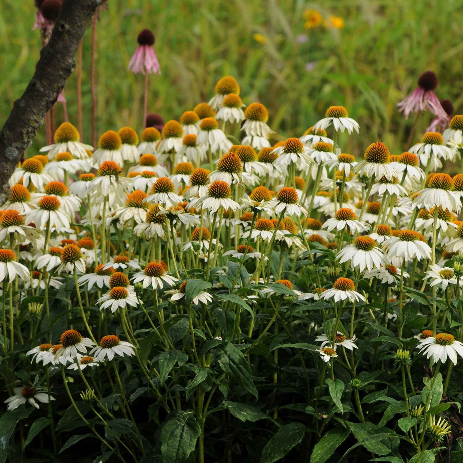 coneflower powwow white