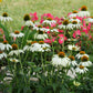 coneflower powwow white