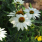 coneflower powwow white