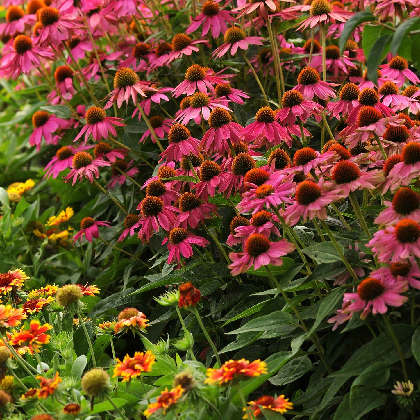 coneflower powwow wild berry