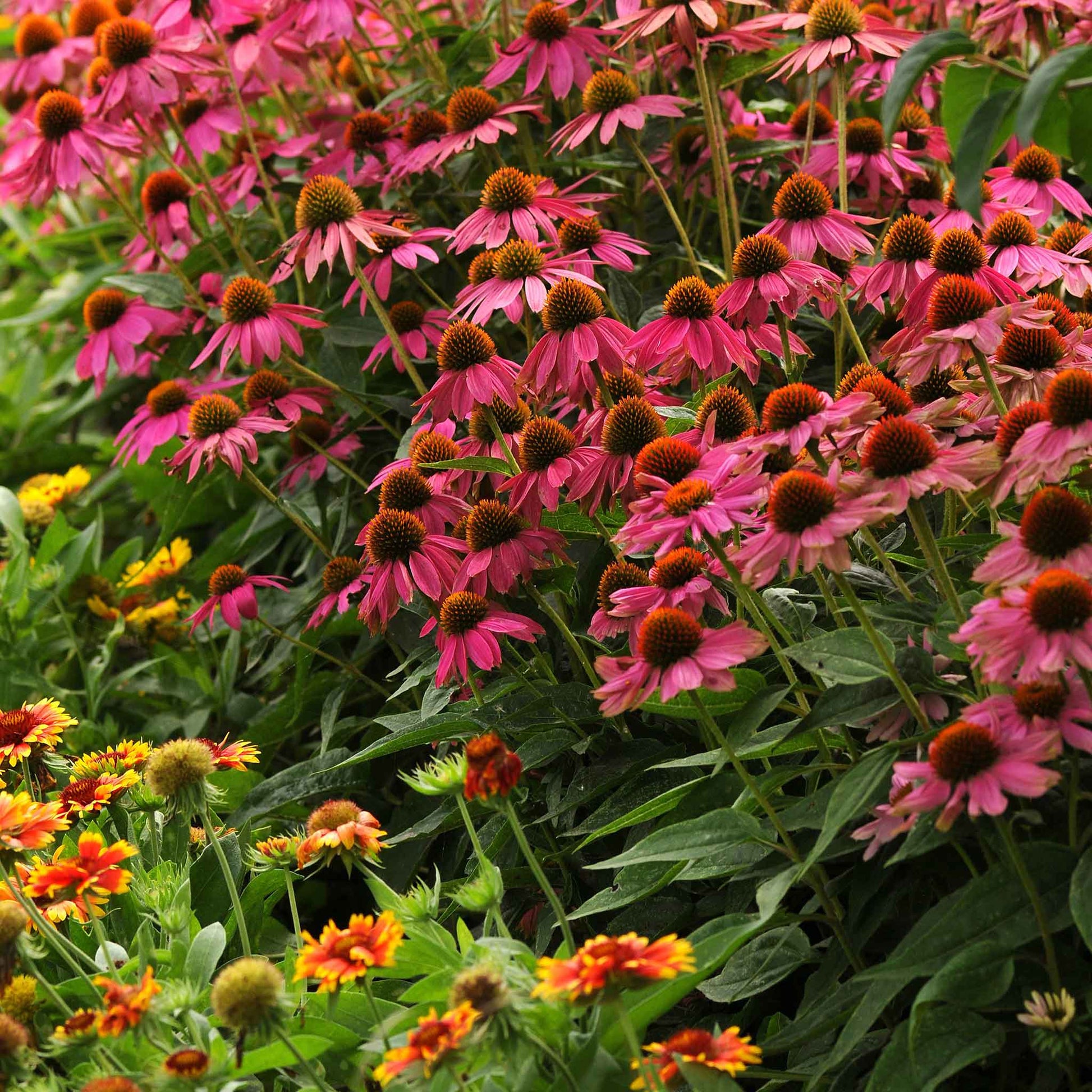 coneflower powwow wild berry