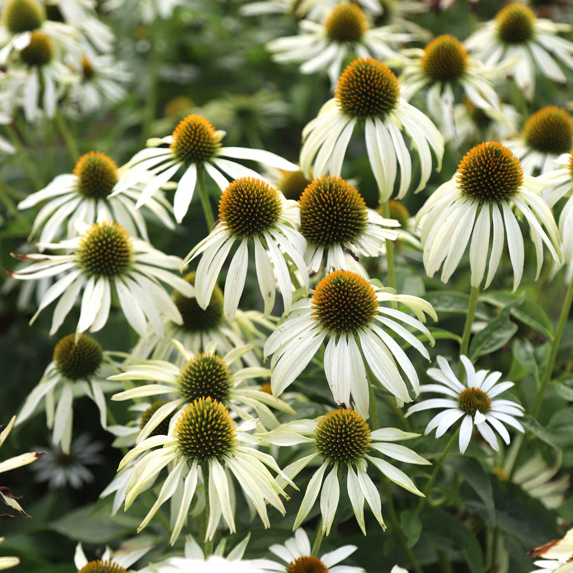 swan flower seeds Coneflower Seeds - White Swan | Bulk Flower Seeds