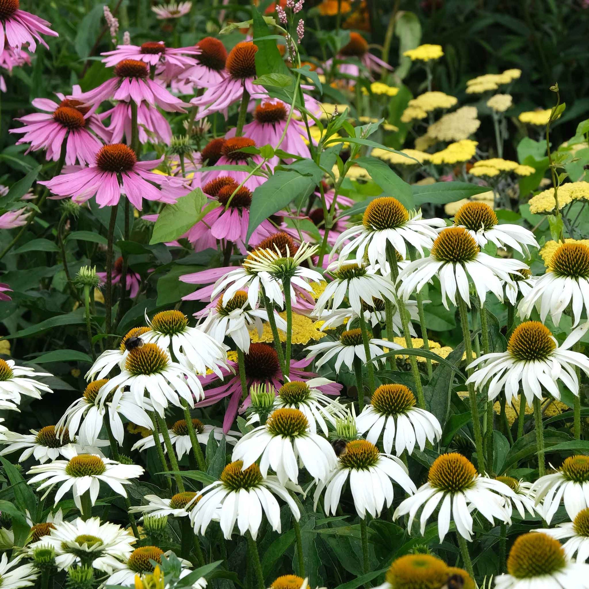 swan flower seeds Bulk Coneflower Seeds