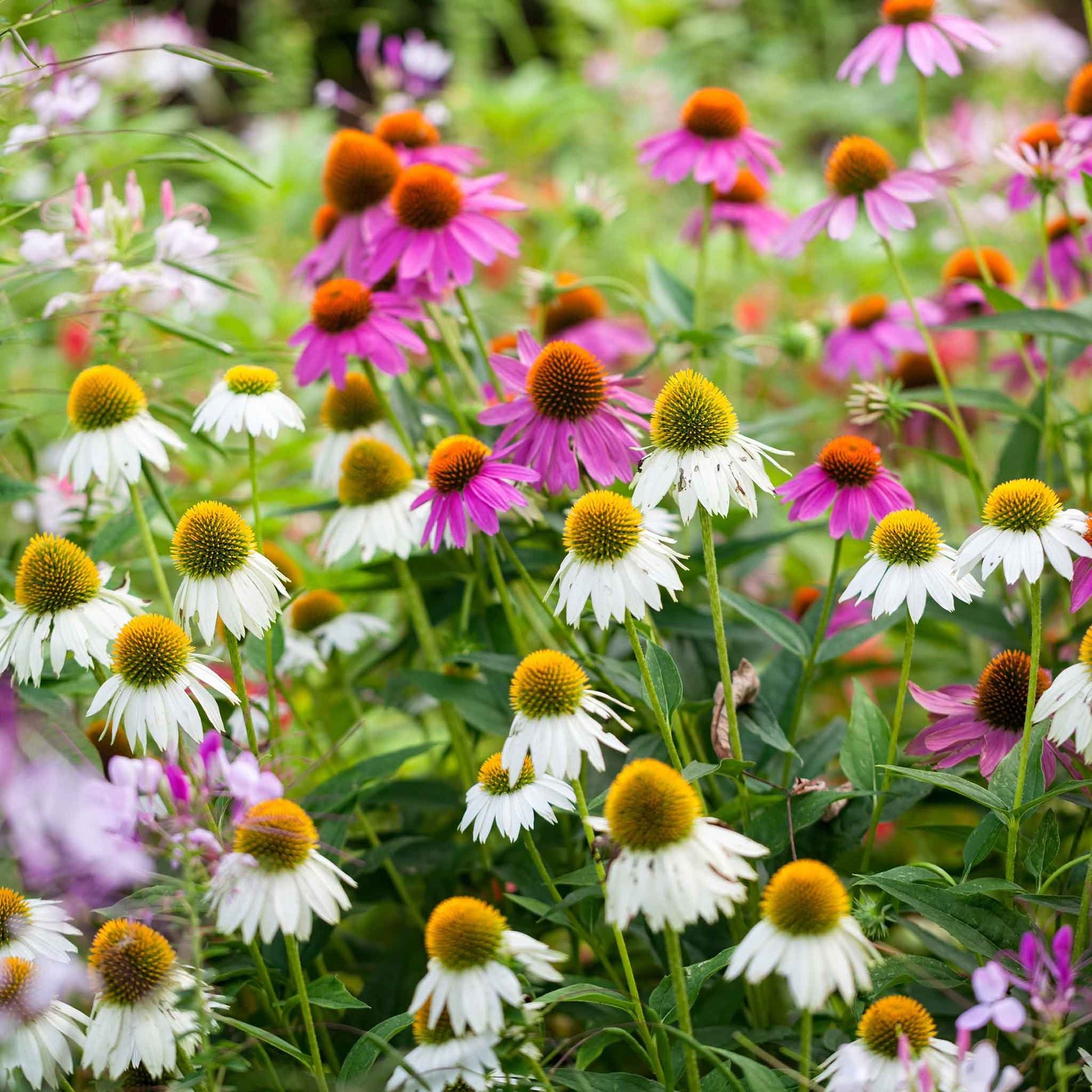swan flower seeds Bulk Coneflower Seeds