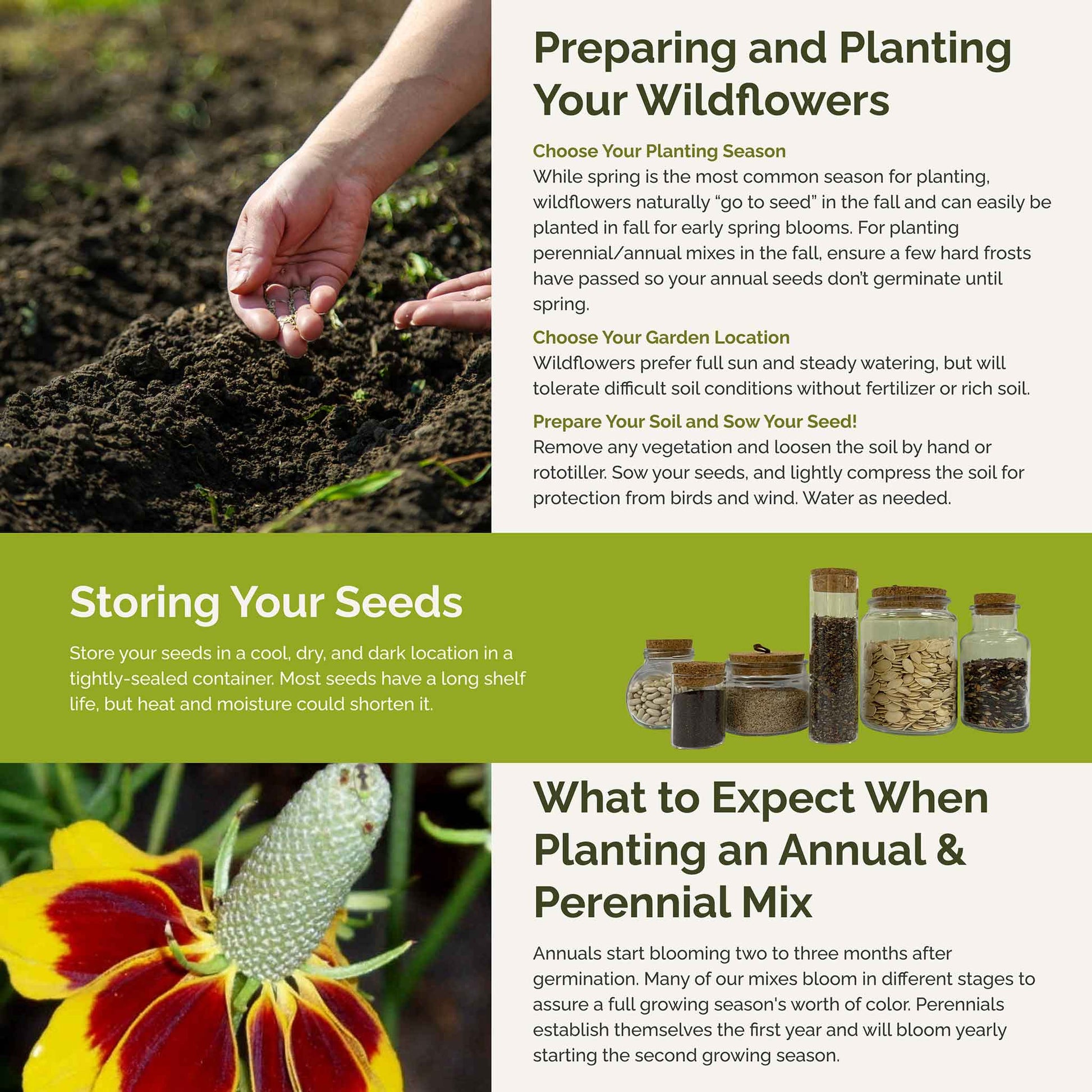 planting coneflower seeds in spring Bulk Conehead - Coneflower Seed Mix