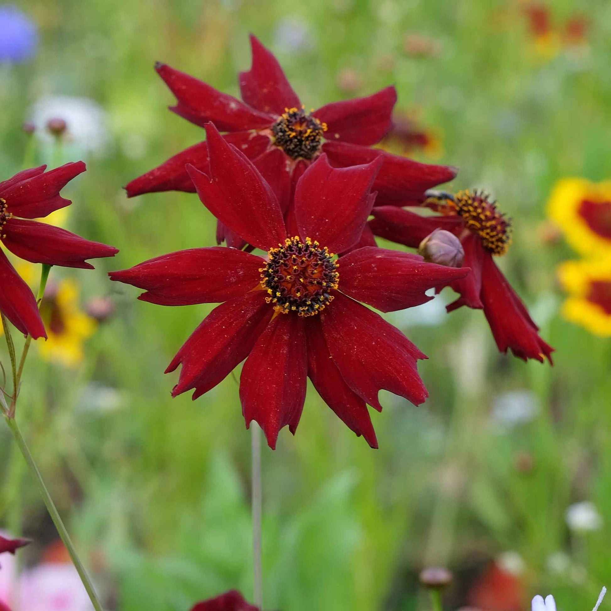 coreopsis flower seeds Bulk Coreopsis Seeds
