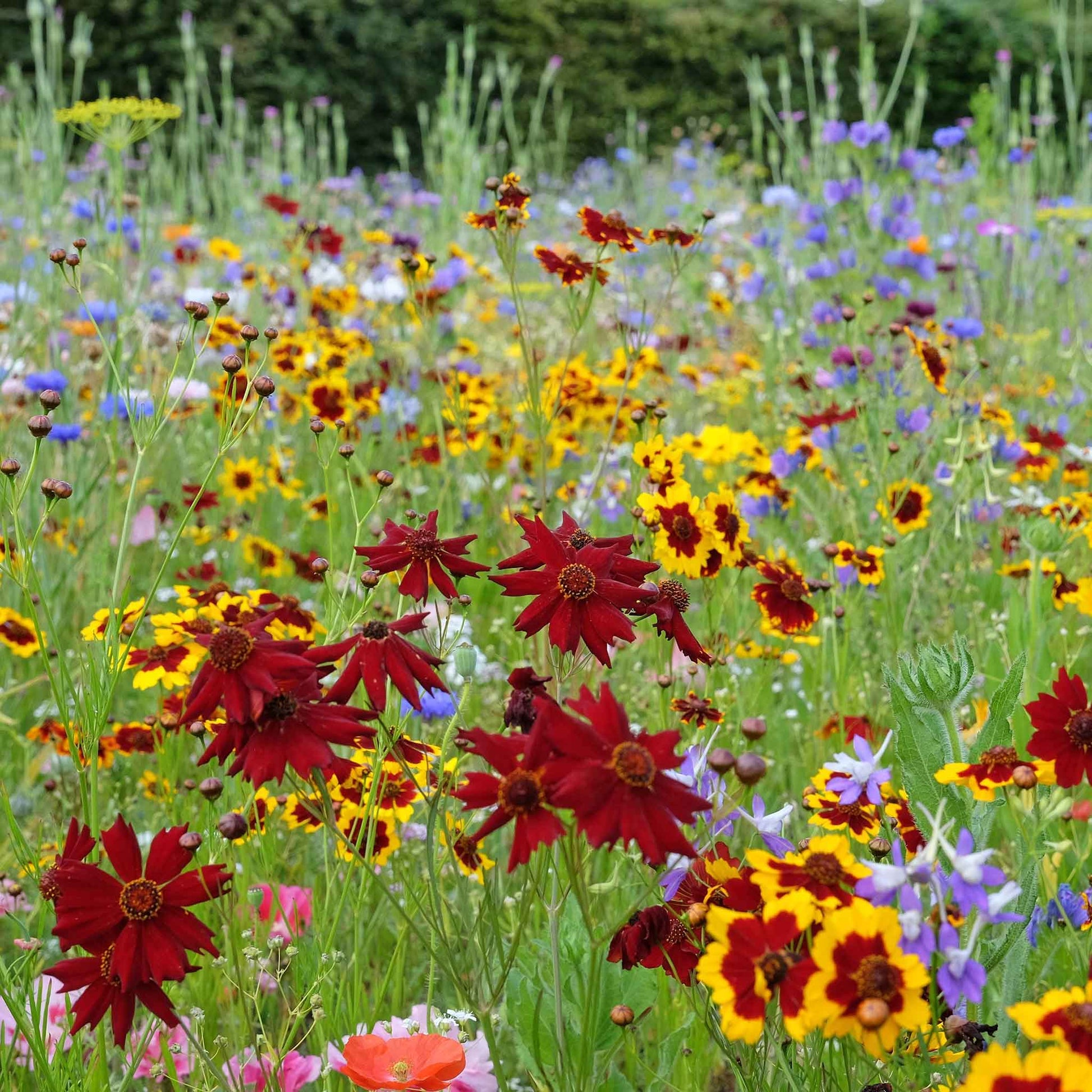 coreopsis flower seeds Bulk Coreopsis Seeds