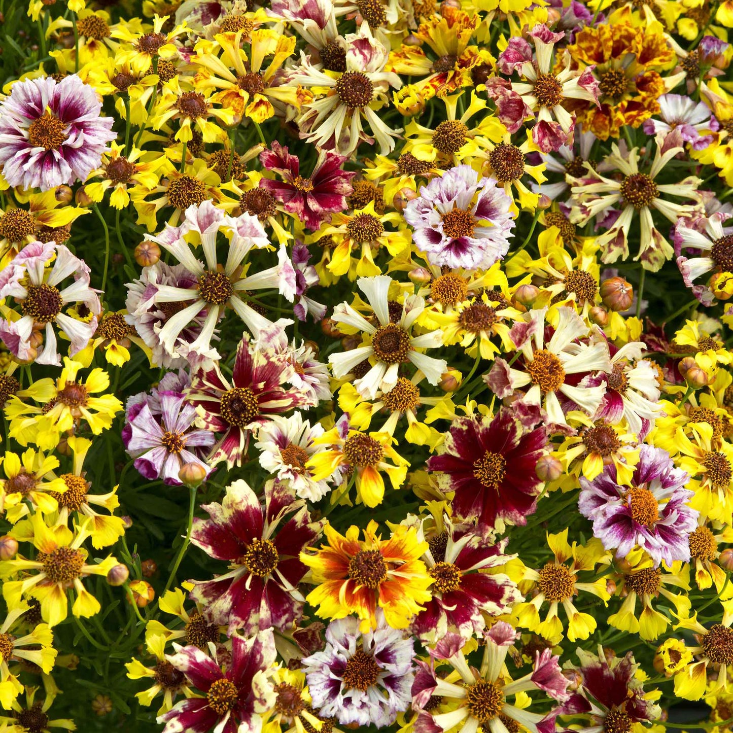 coreopsis incredible sea shells mix