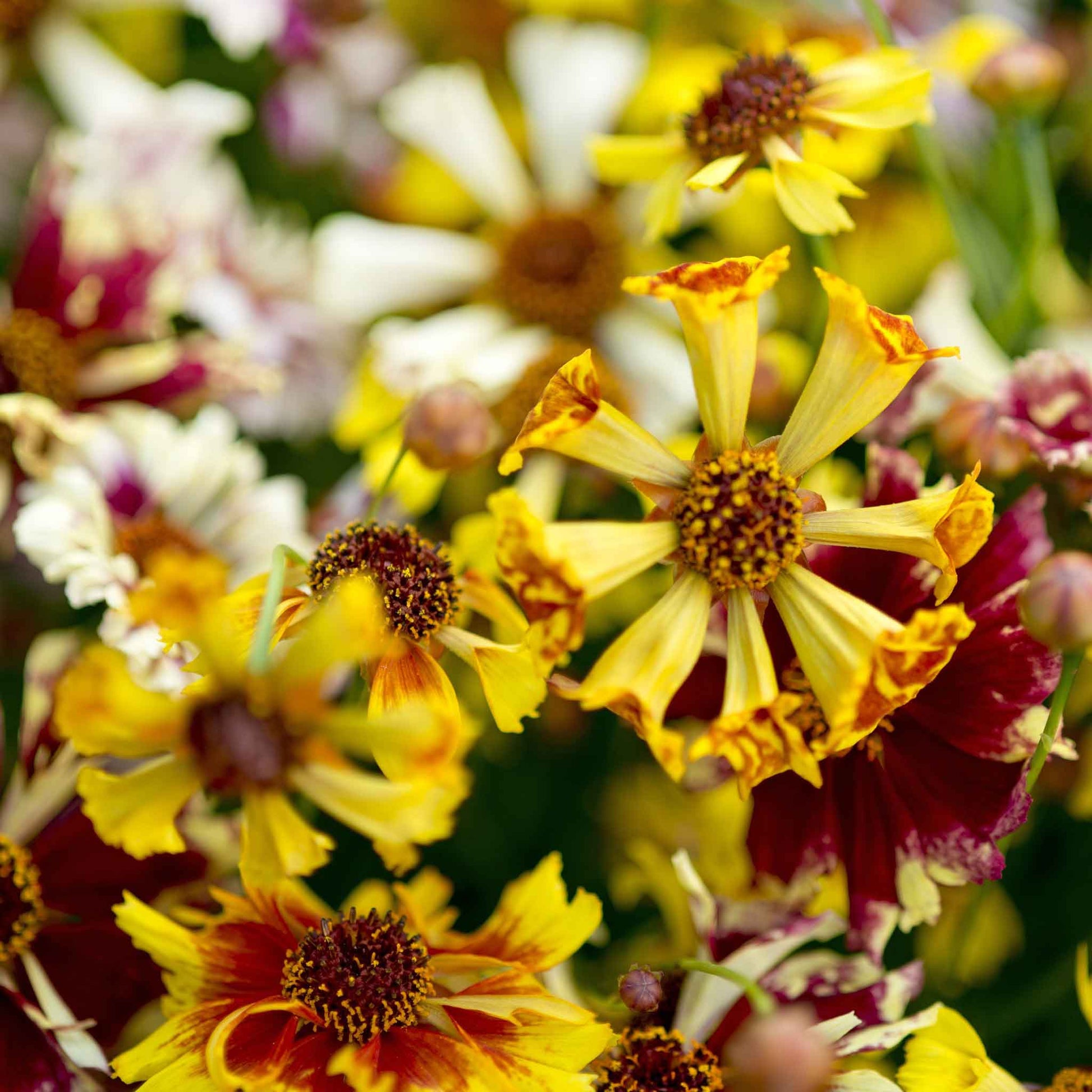 coreopsis incredible sea shells mix