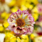 coreopsis incredible sea shells mix