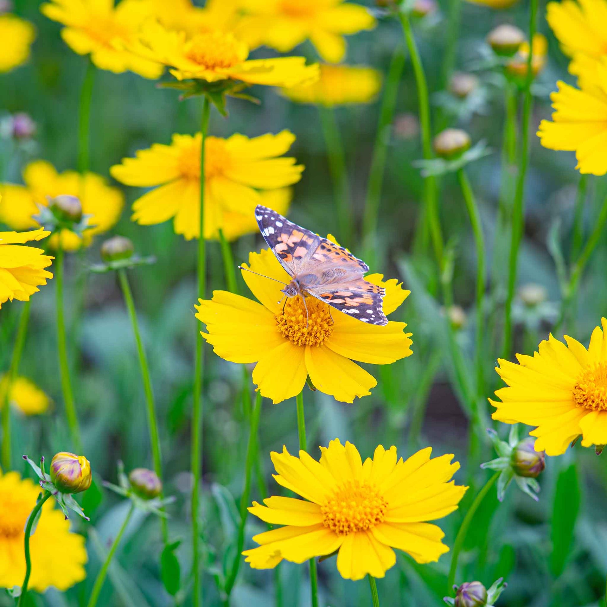 plant coreopsis seeds Bulk Lance-Leaf Coreopsis Seeds
